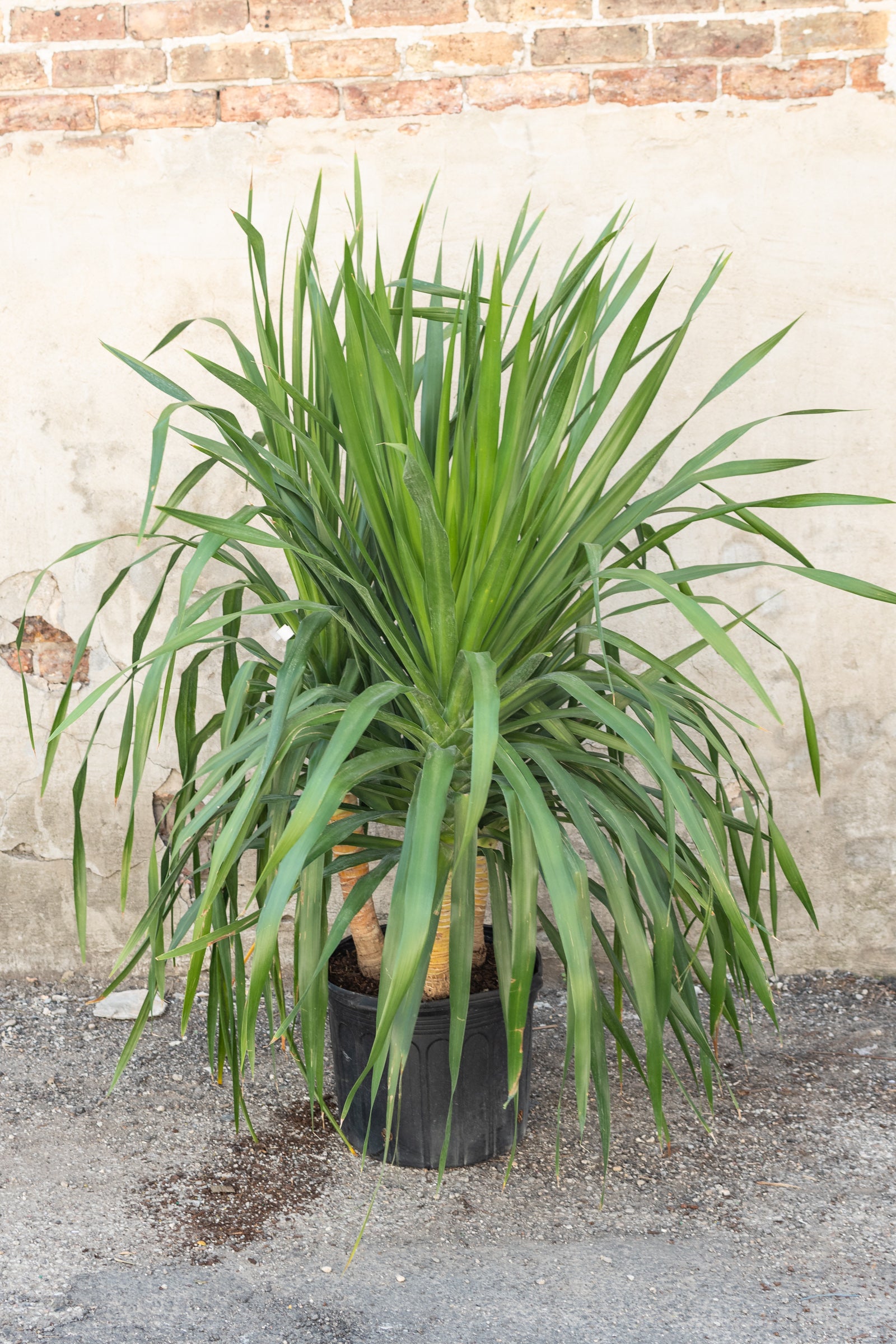 Large Dracaena arborea in front of concrete wall ©Sprout Home