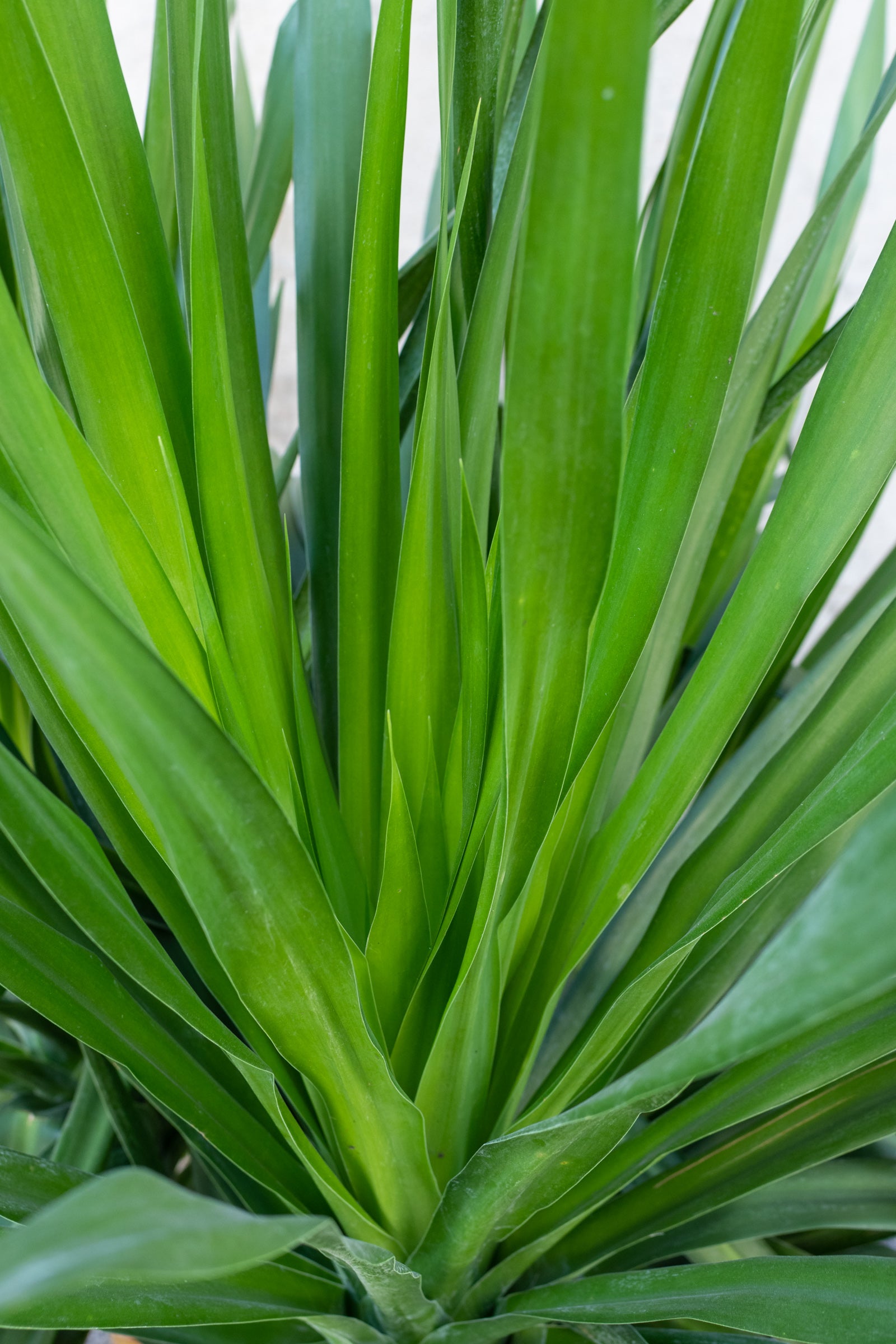 dracaena multiflora Dracaena arborea multi cane 14" at SPROUT HOME
