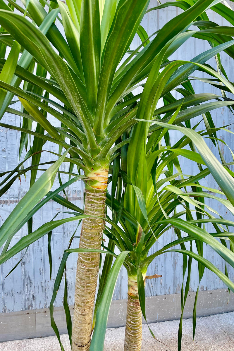 The Draceana arborea, double 17" boasts two canes with deep green foliage up top.