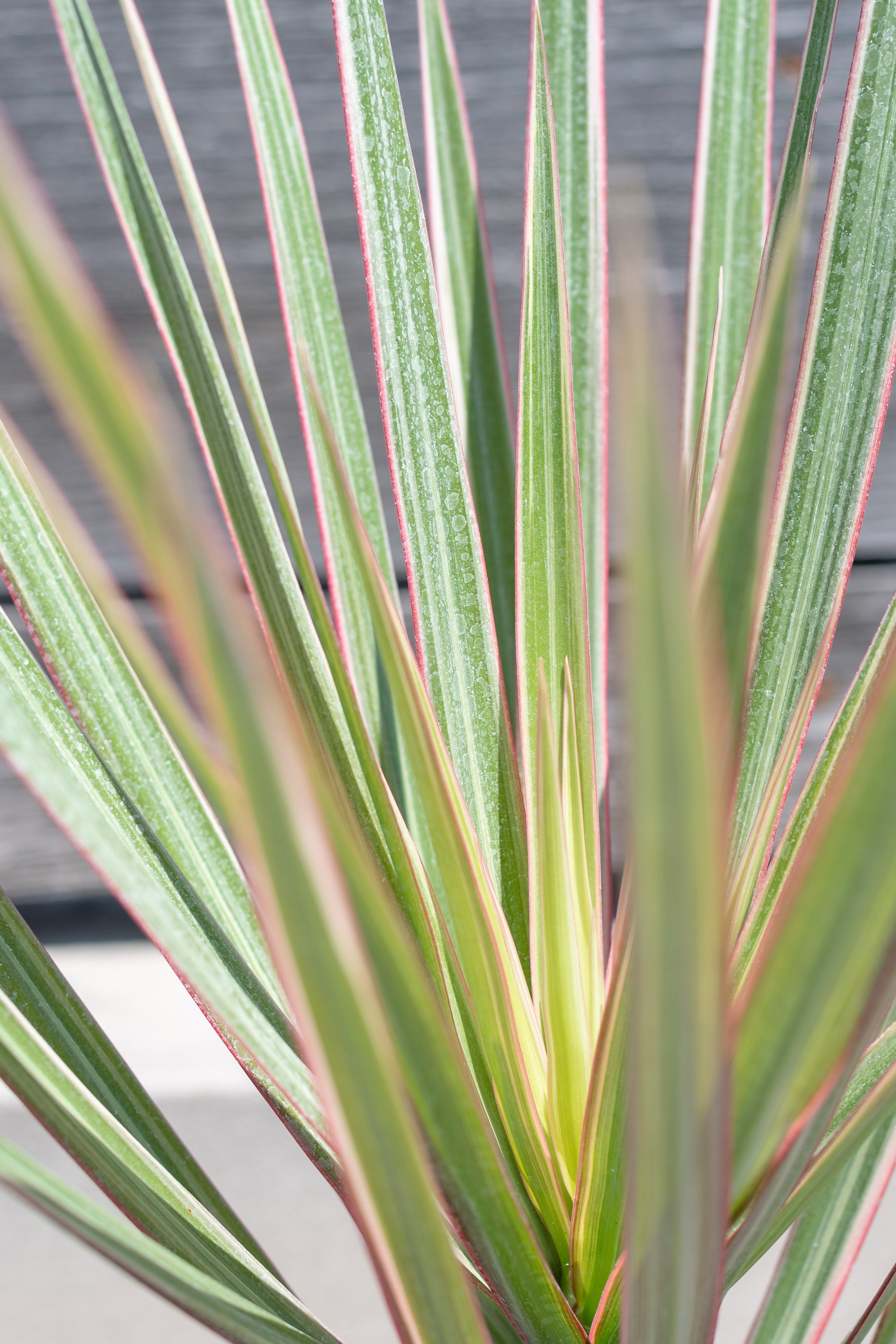 Close up of Dracaena marginata 'Bi-Color' leaves