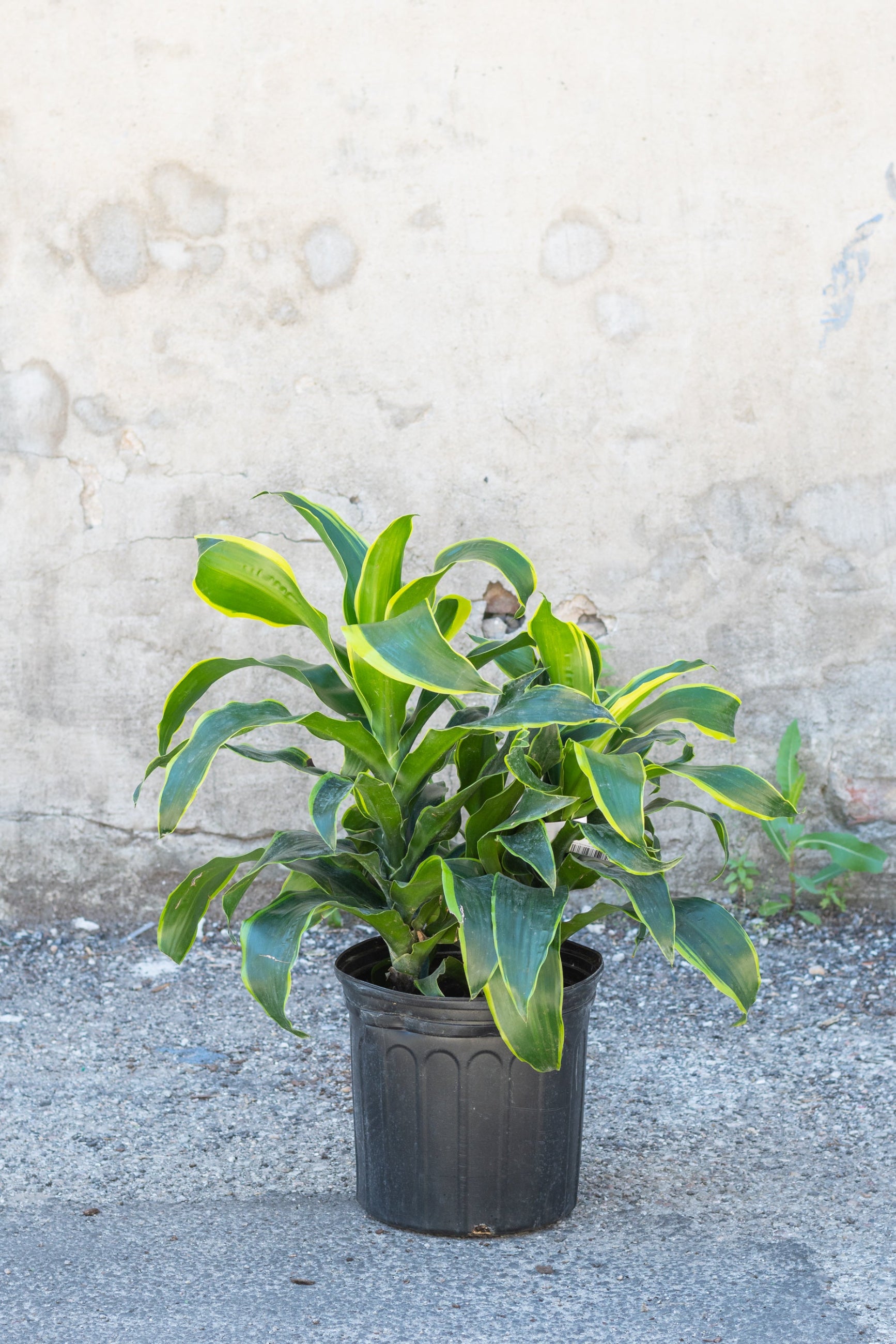 Dracaena deremensis 'Dorado' in grow pot in front of concrete wall ©Sprout Home