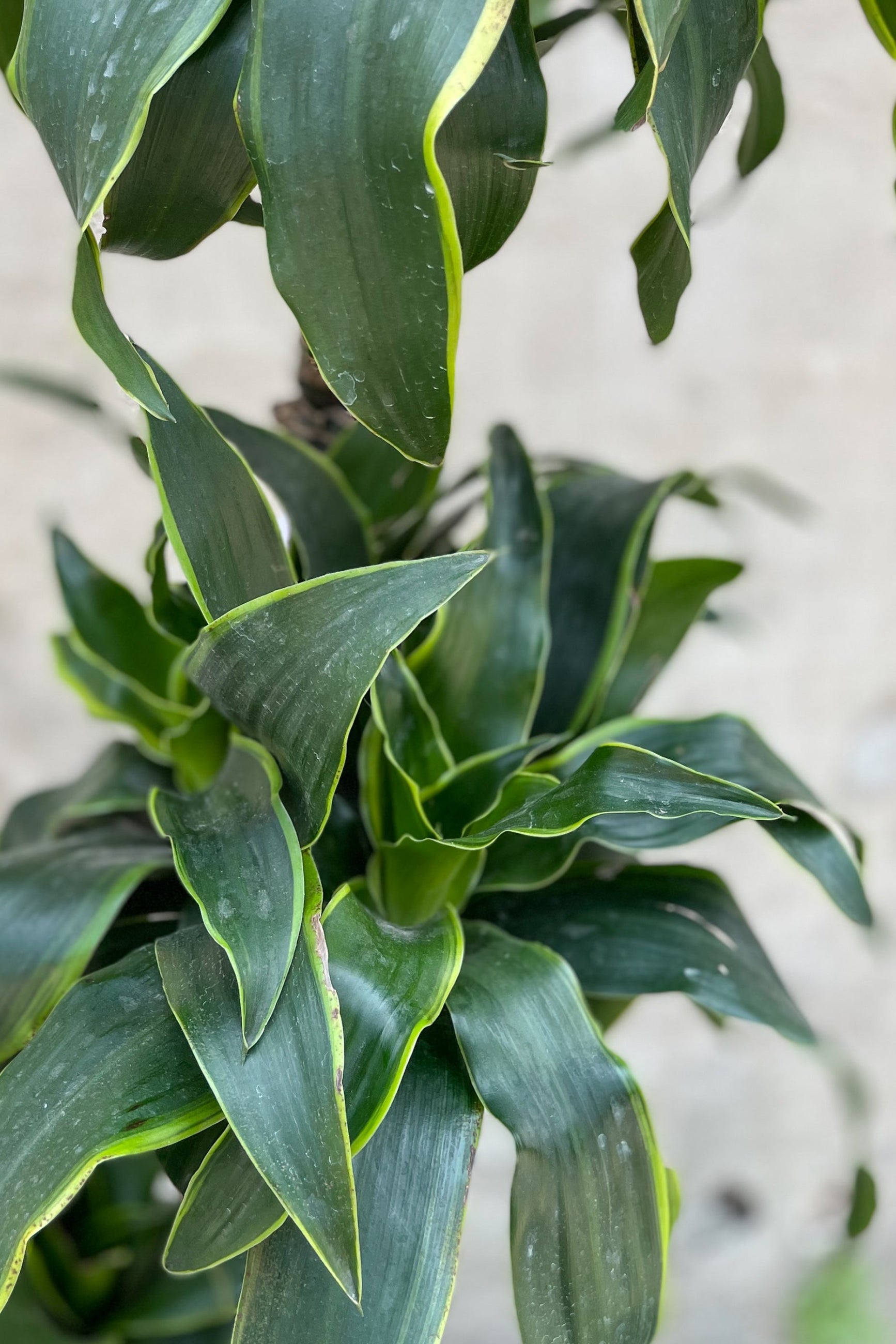 Close up of Dracaena dermensis 'Dorado' leaves ©Sprout Home
