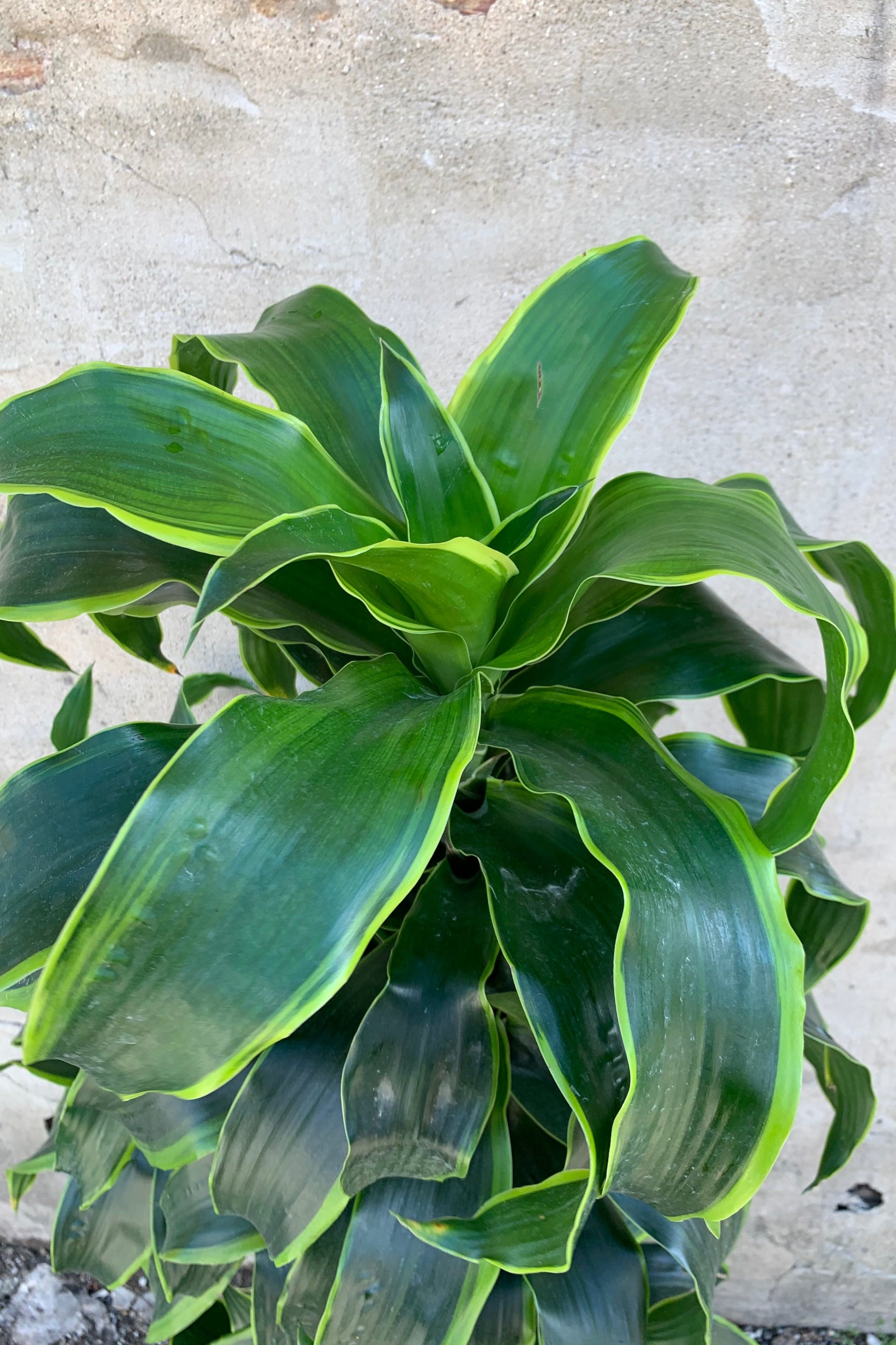 transplantare dracena Dracaena deremensis 'Dorado' staggered cane 12