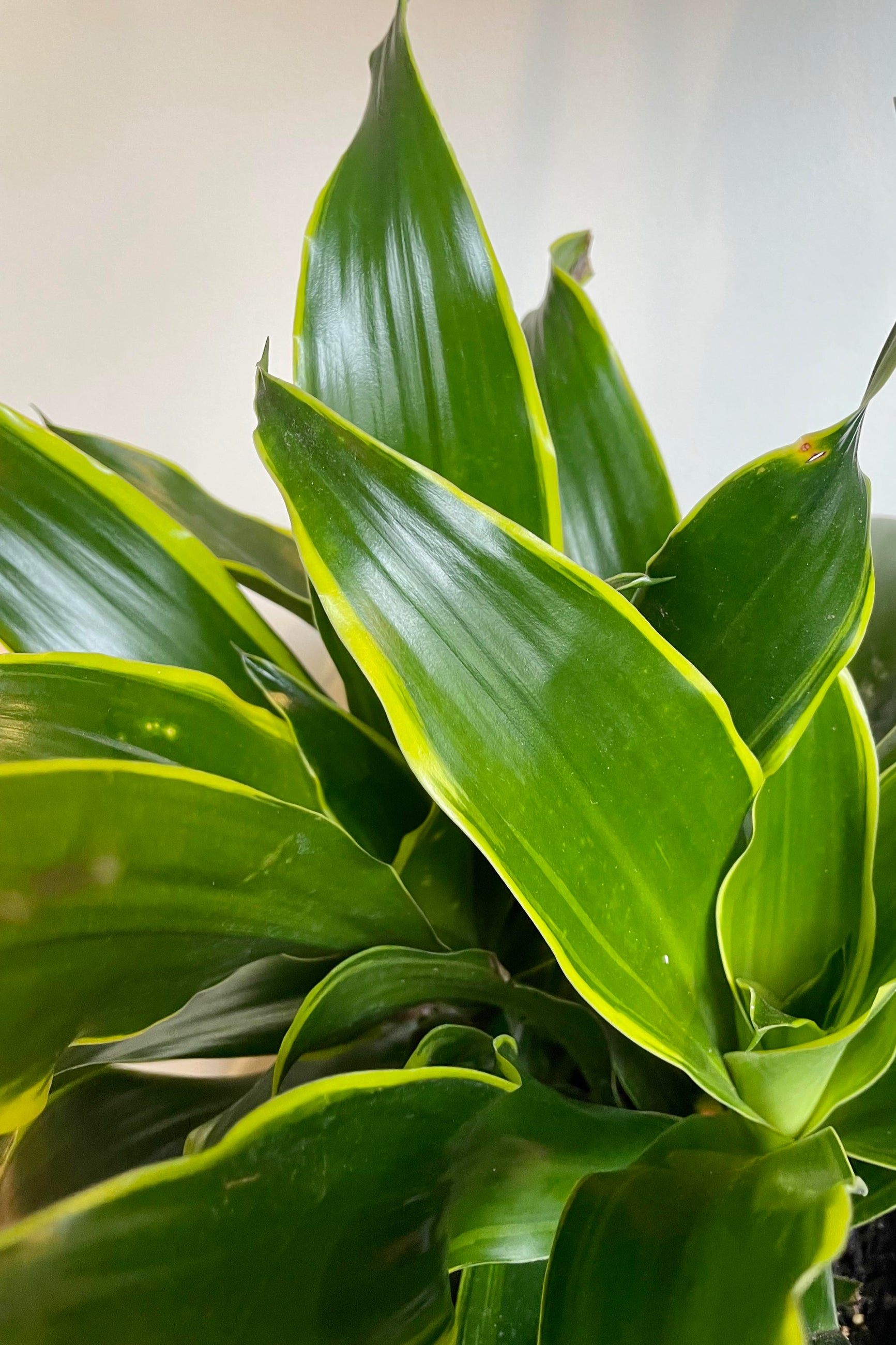 A detailed look at the Dracaena deremensis 'Dorado' 8". ©Sprout Home