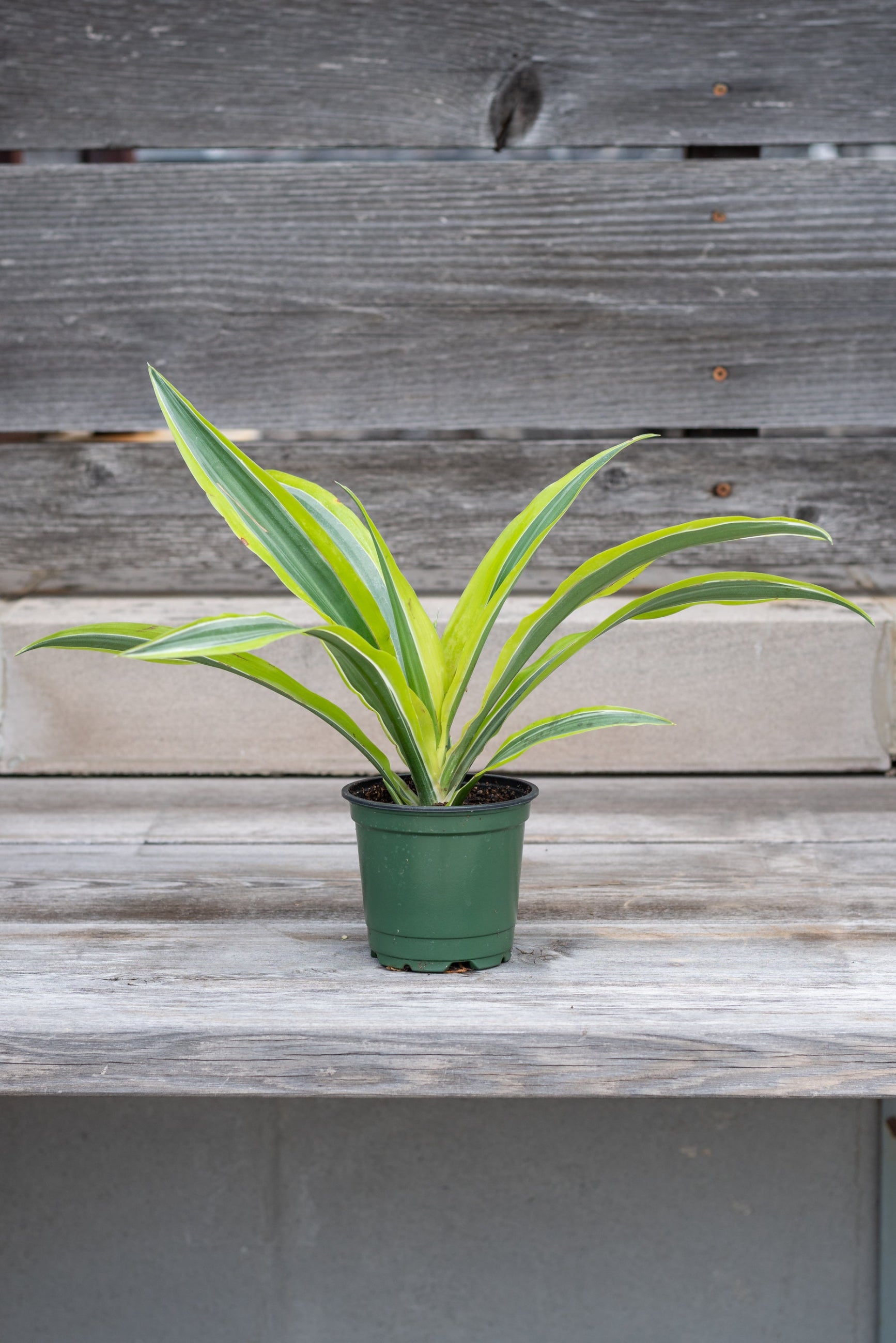 Dracaena deremensis 'Lemon Lime' in grow pot in front of grey wood wall ©Sprout Home