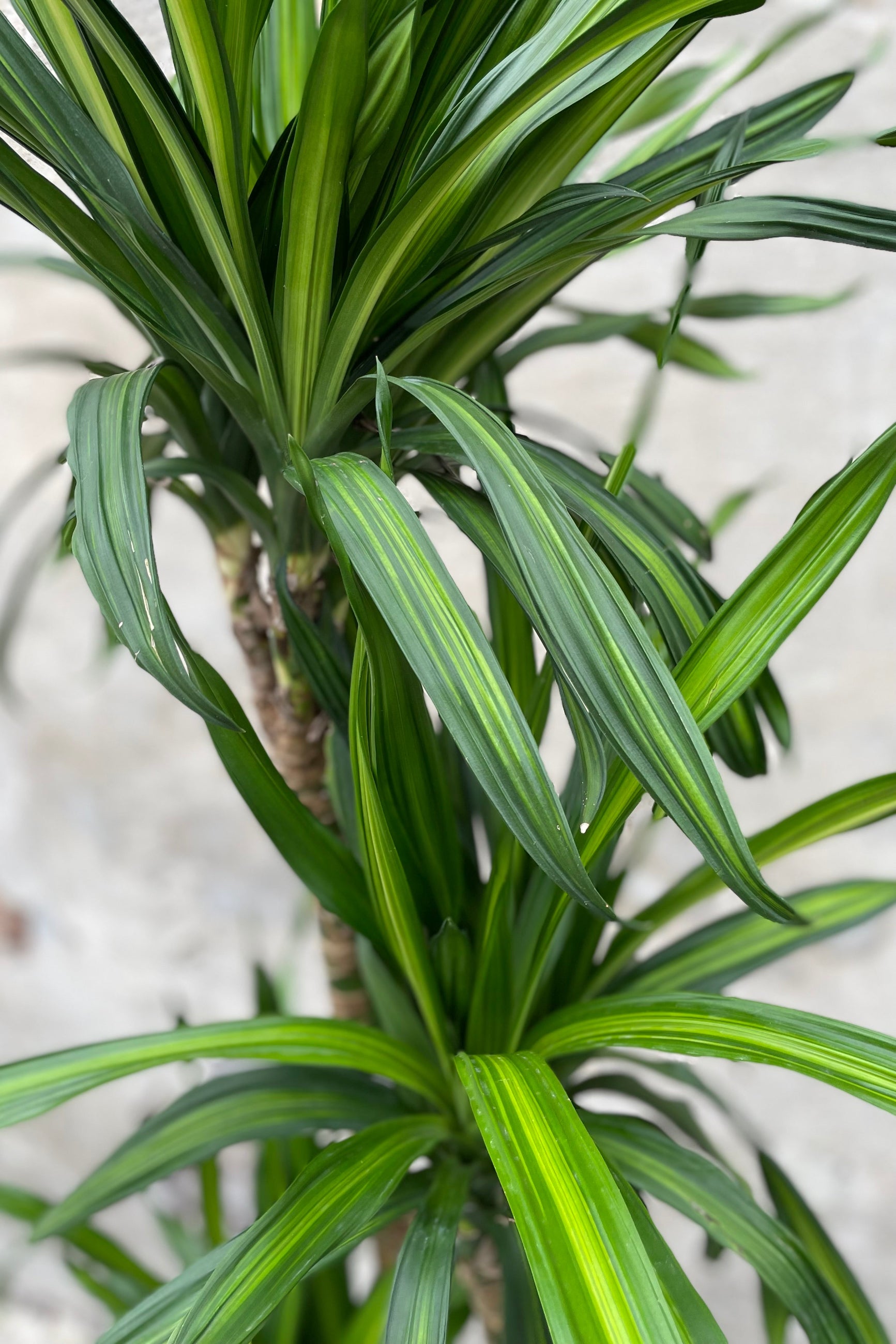 Close up of Dracaena deremensis 'Rikki' leaves ©Sprout Home