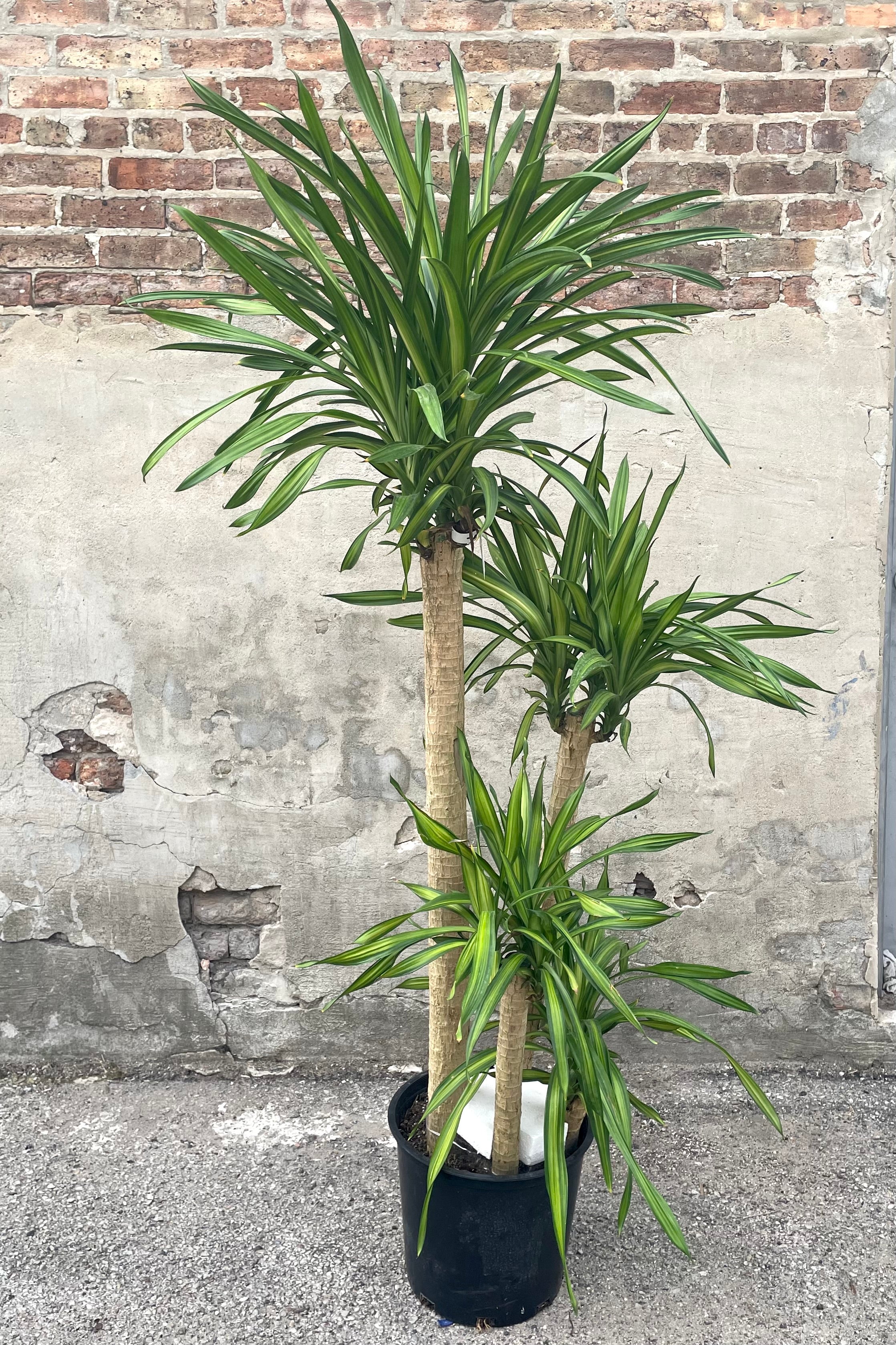 A frontal view of the 12" Dracaena deremensis 'Rikki' cane against a concrete backdrop