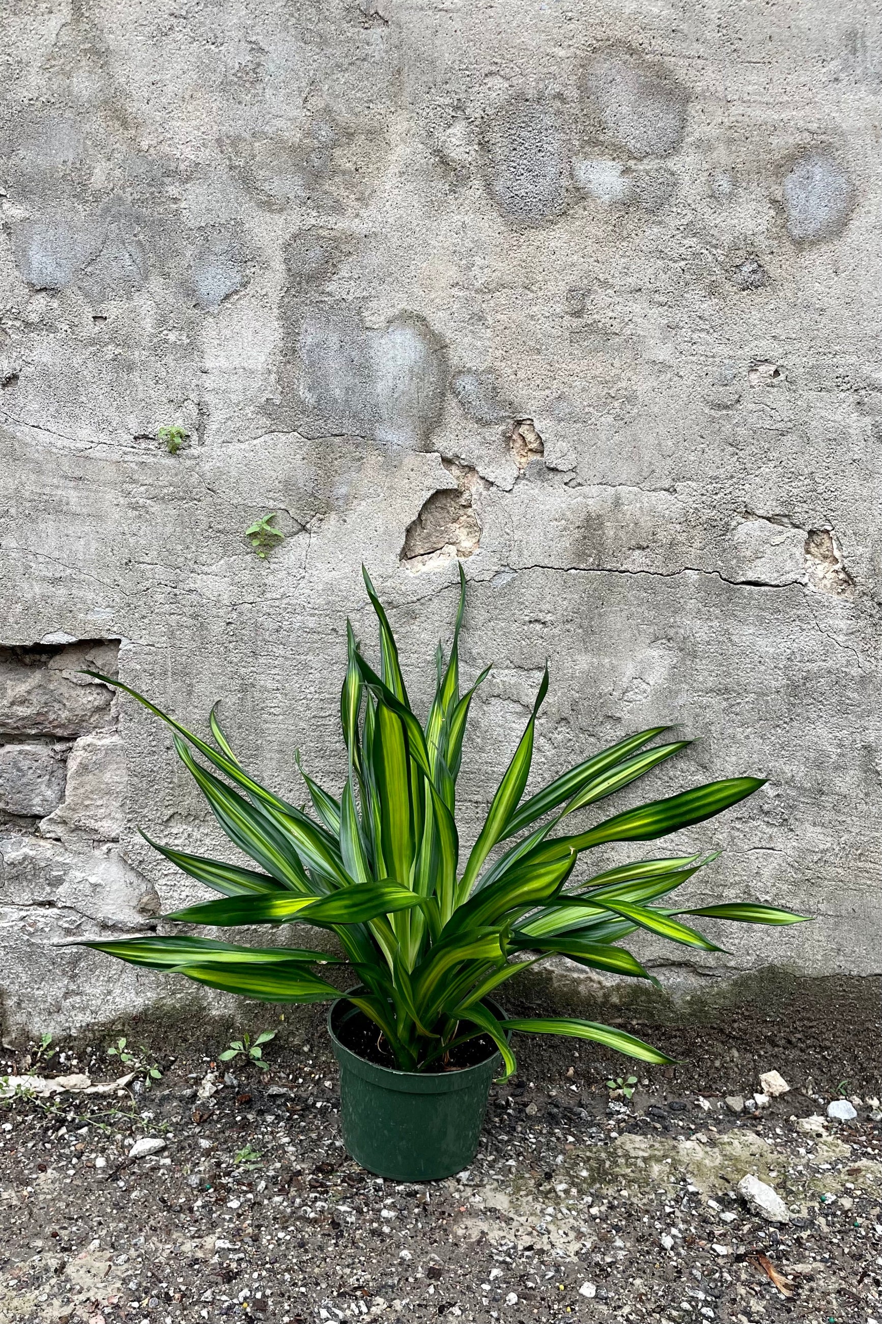 Dracaena deremensis 'Rikki' 6" green growers pot with dark and bright variegated green leaves against a grey wall ©Sprout Home