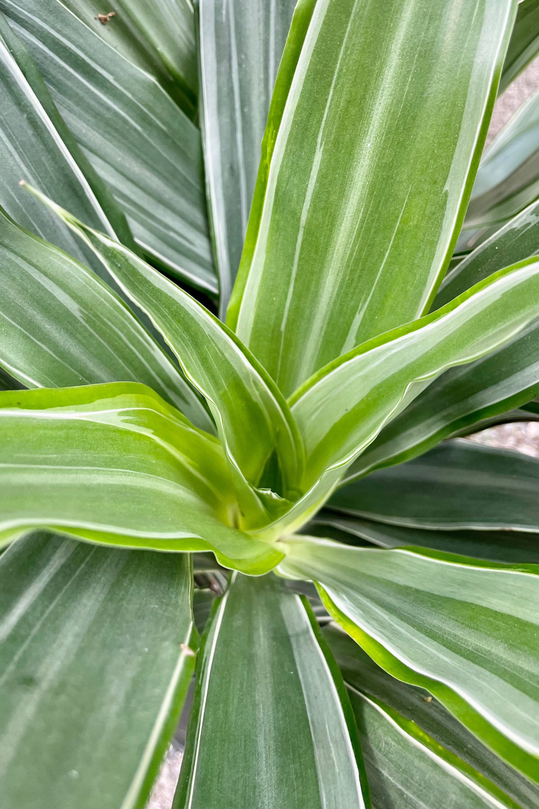 Close up of Dracaena dermensis 'Warneckii' tips ©Sprout Home