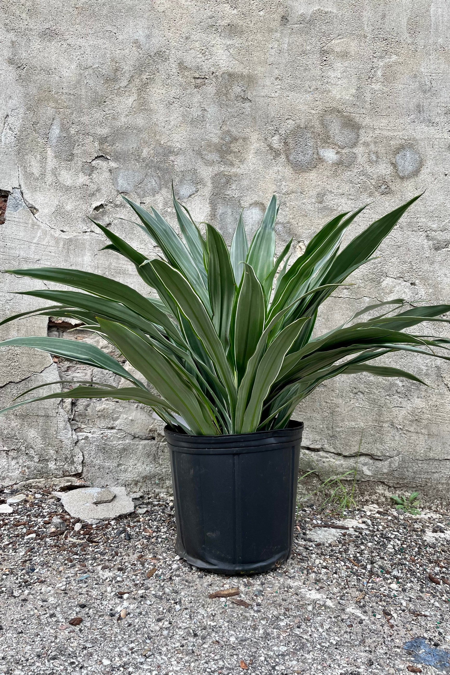 Dracaena dermensis 'Warneckii' tips in grow pot in front of concrete wall ©Sprout Home