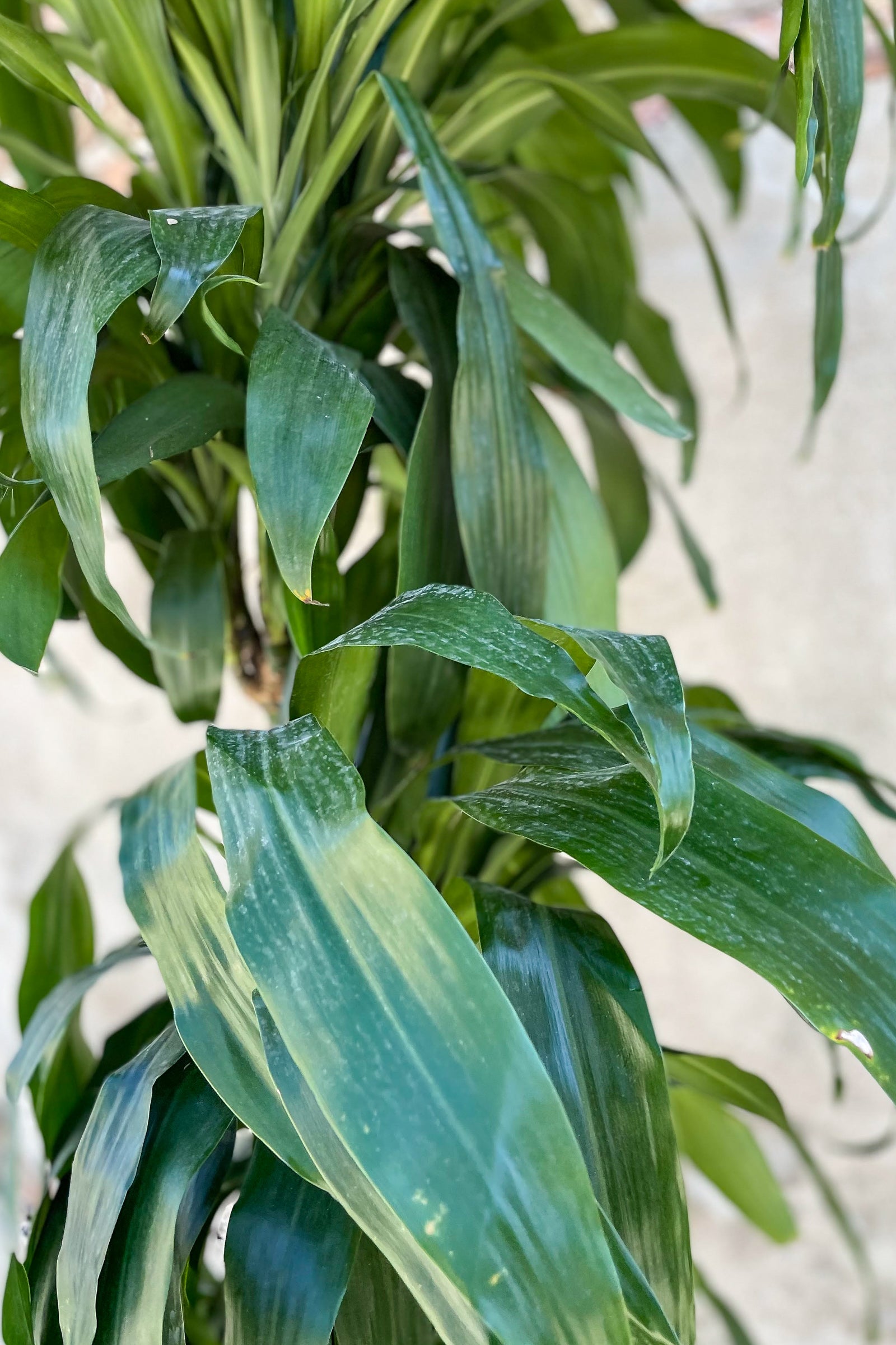 Close up of Dracaena 'Elegans' staggered cane foliage