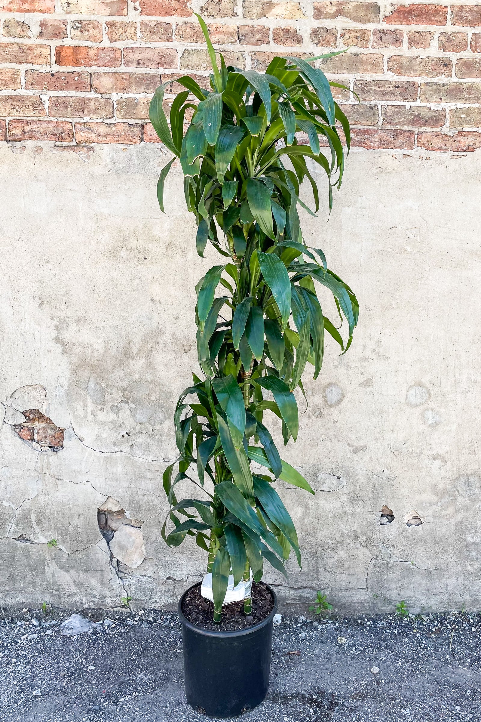 Dracaena 'Elegans' 12" staggered cane in front of concrete wall ©Sprout Home