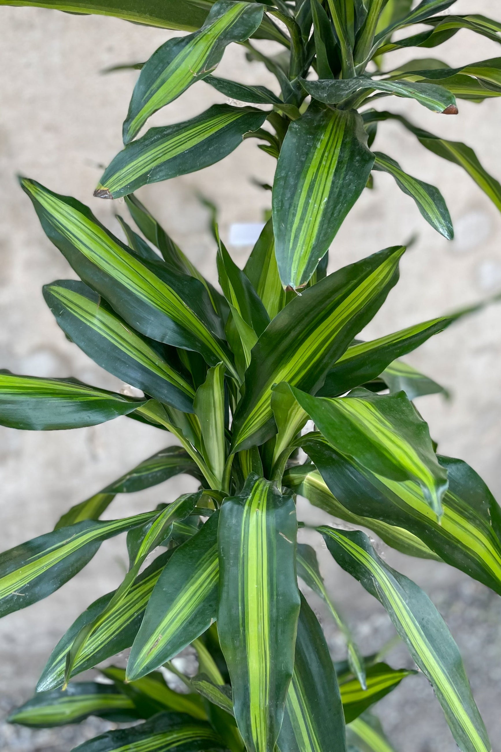 Dracaena 'Cintho' staggered cane 10