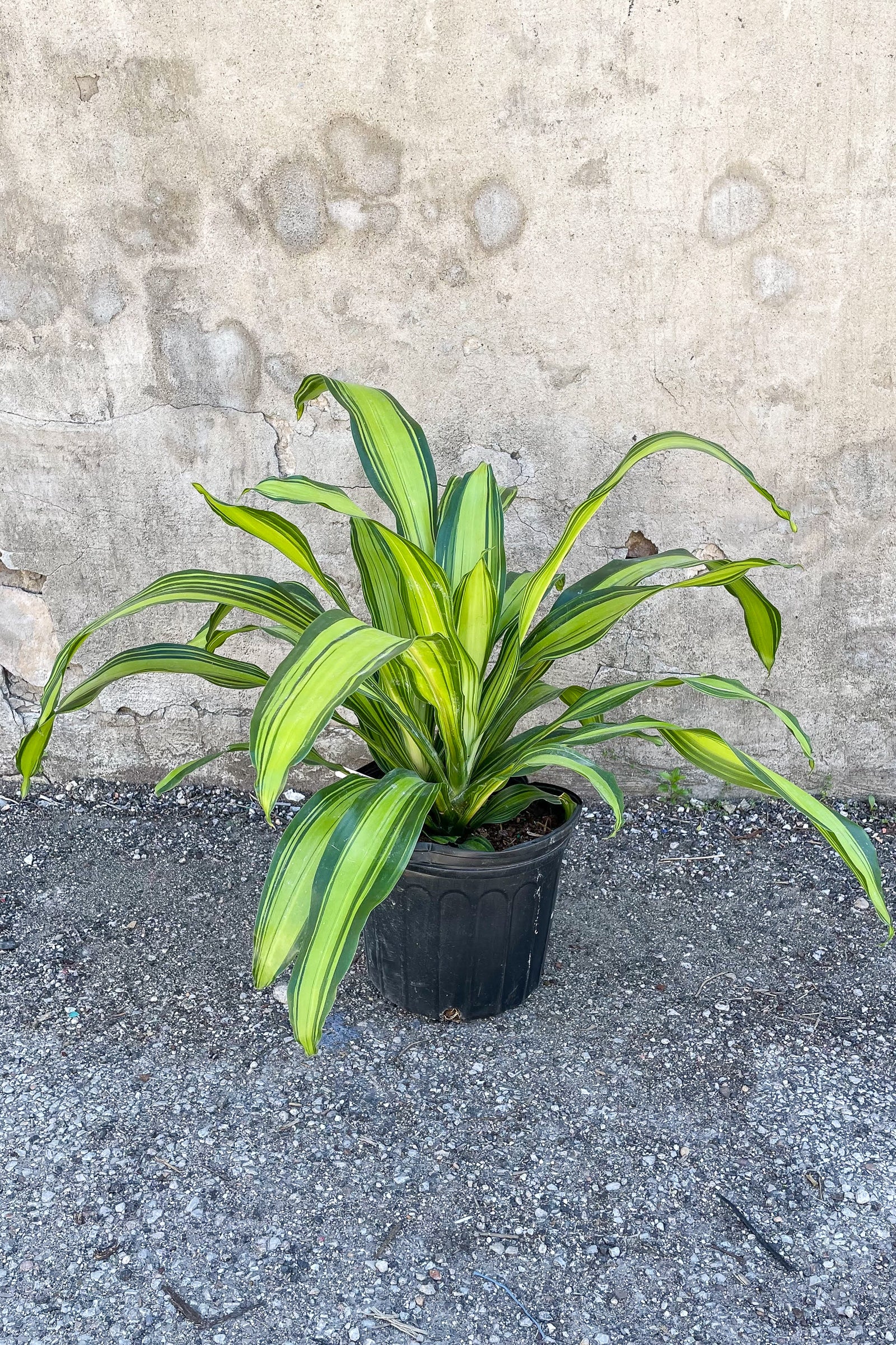 Dracaena Marley in a 10" growers pot against a concrete wall showing off its bight chartreuse and green striped leaves ©Sprout Home