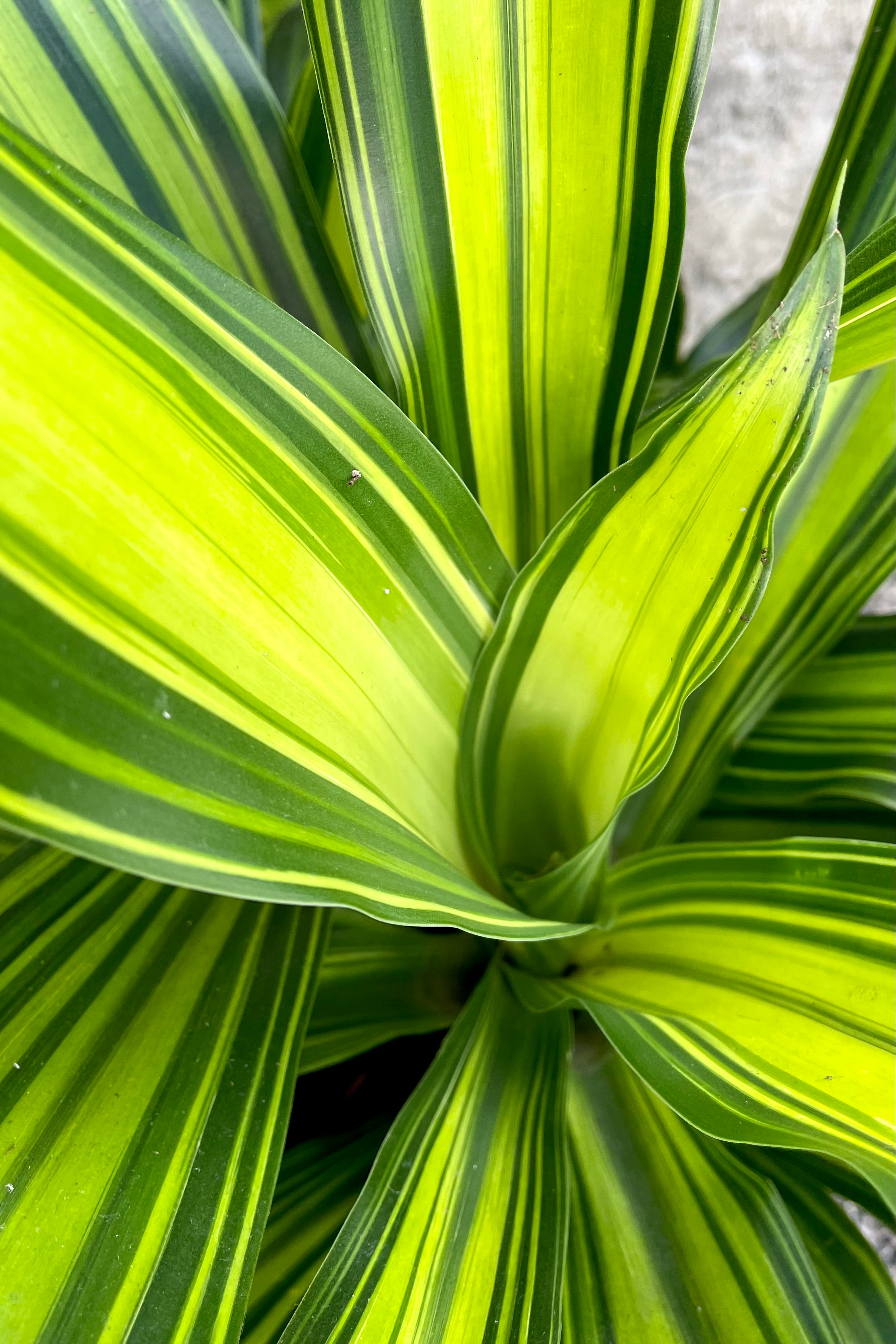 An overhead detailed view of the 6" Dracaena fragans 'Marley'