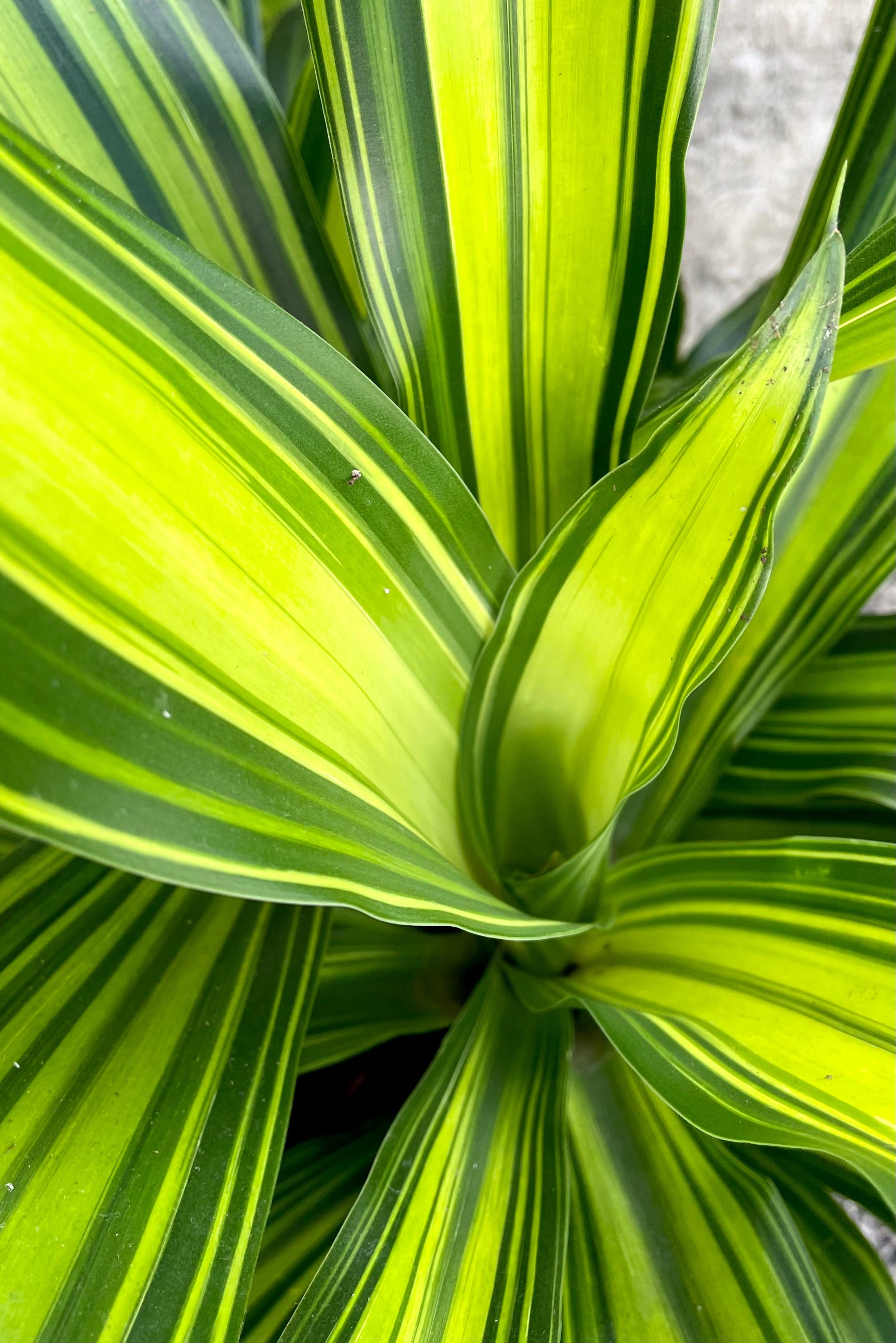 An overhead detailed view of the 6" Dracaena fragans 'Marley' ©Sprout Home