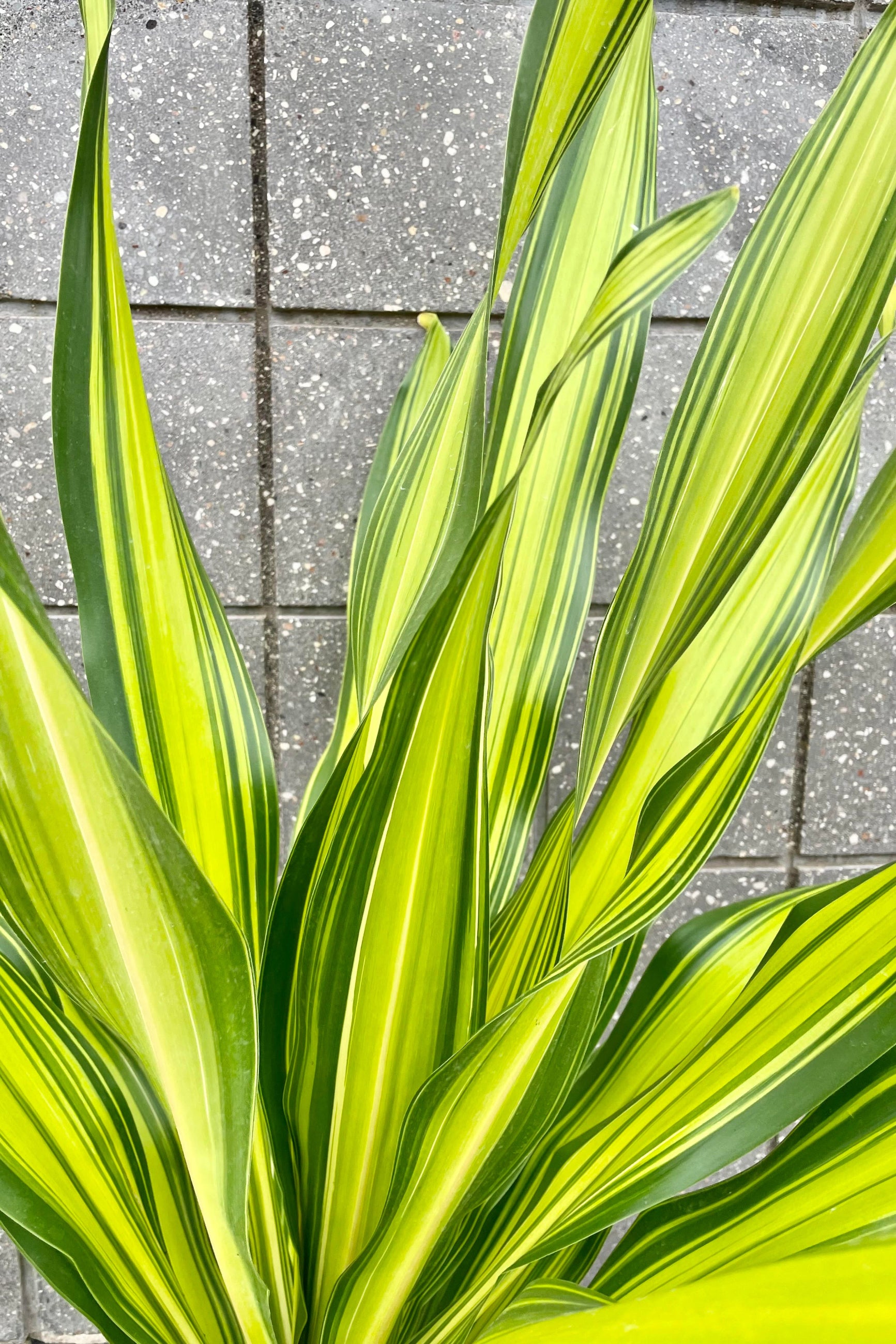 A detailed look at the foliage of the Dracaena 'Giganta" 10". ©Sprout Home