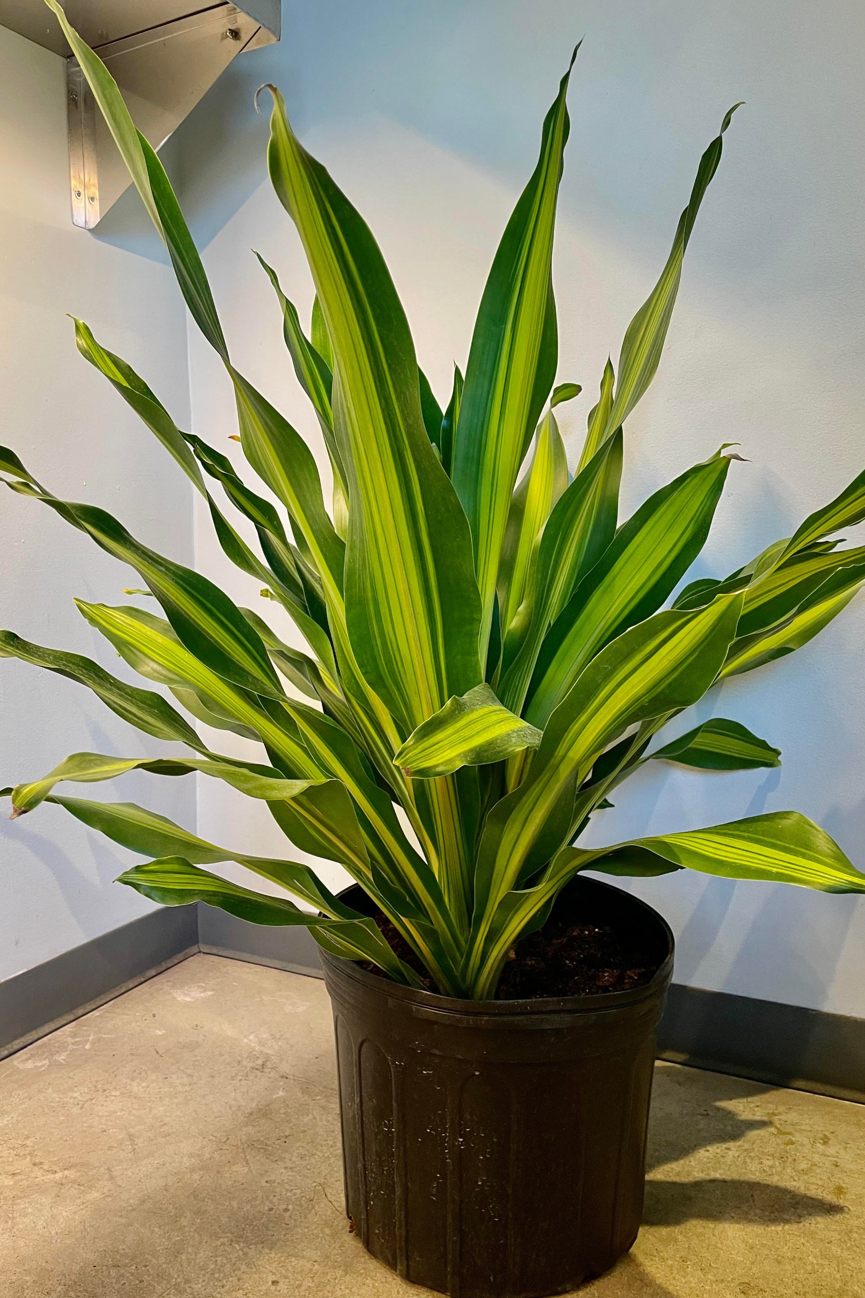 Dracaena Giganta in a 14" growers pot ©Sprout Home