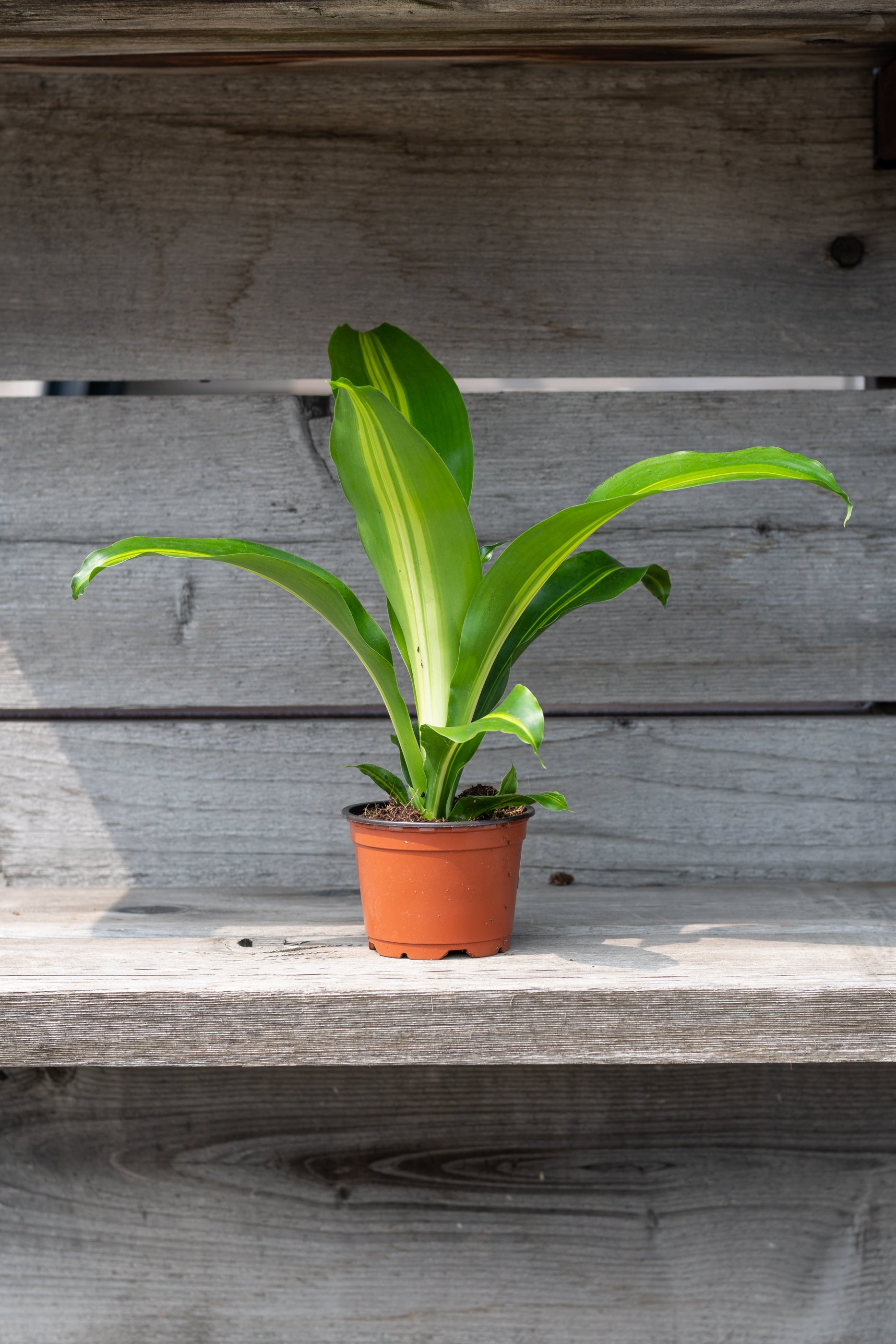 Dracaena 'Giganta' 4"