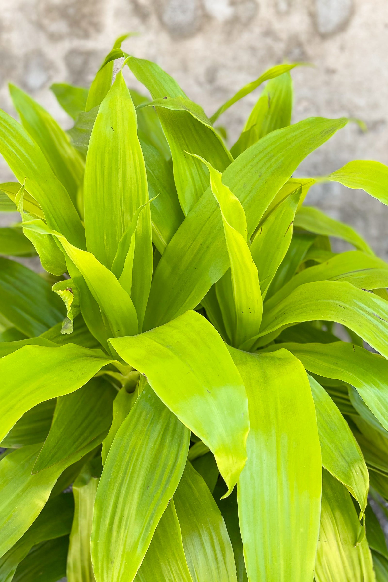 Close up of Dracaena fragrans 'Limelight' ©Sprout Home