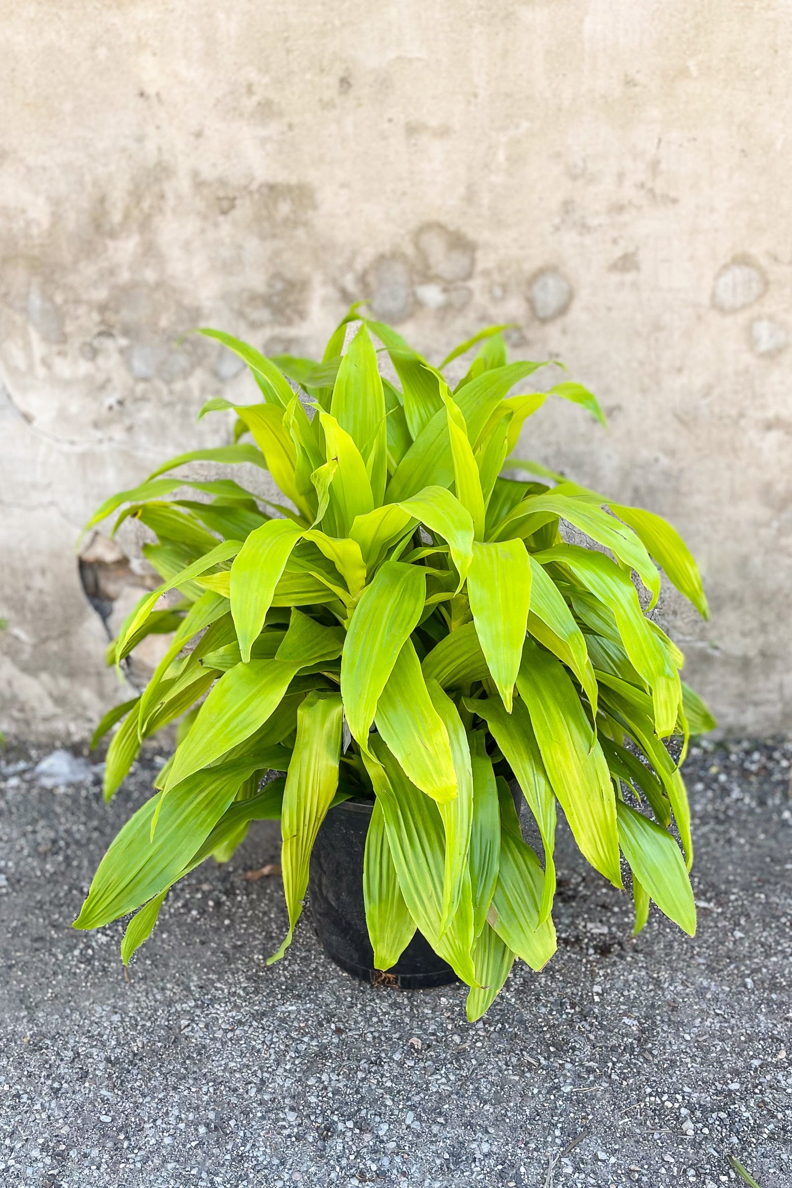 Dracaena fragrans 'Limelight' potted in front of concrete wall ©Sprout Hoe