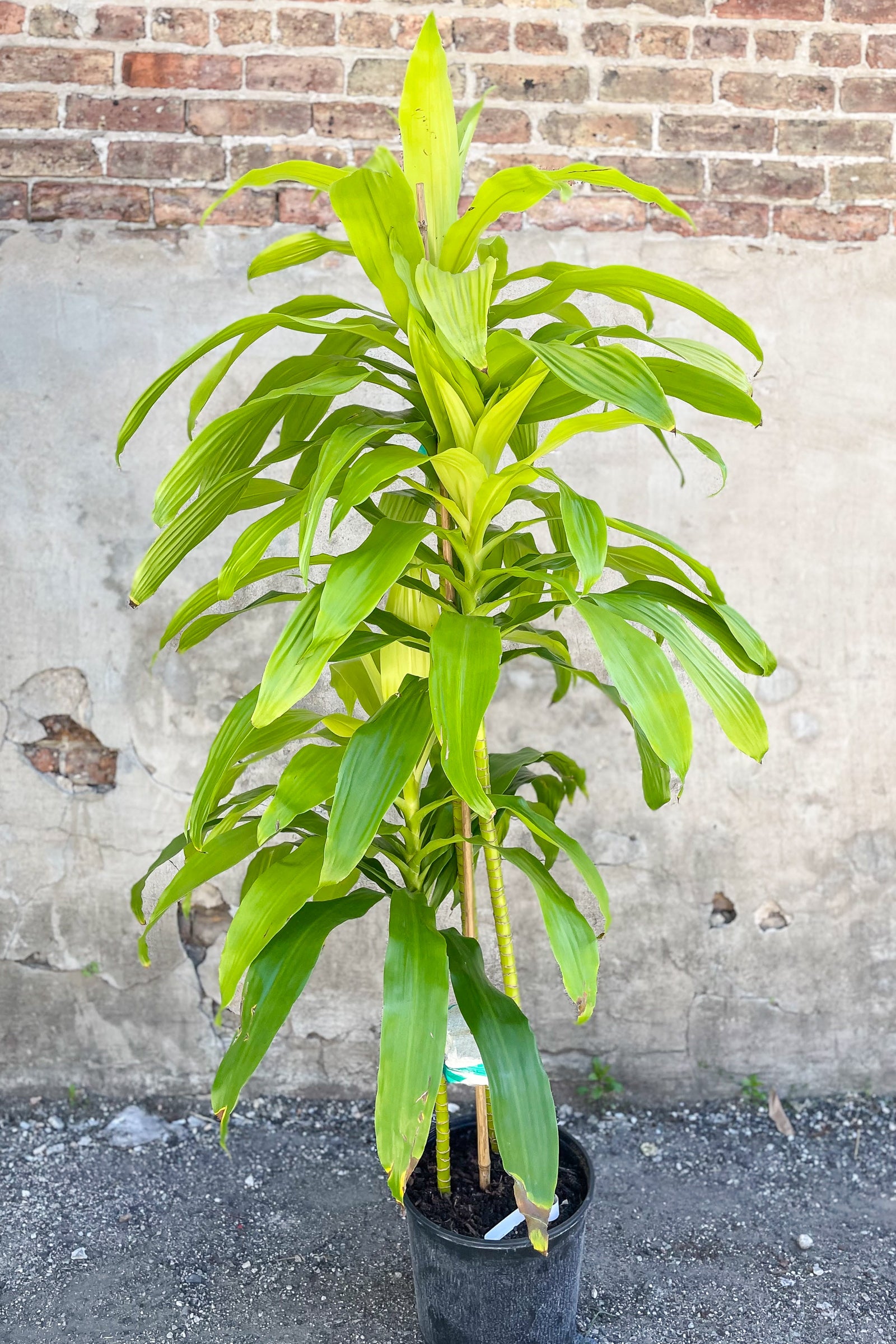 Dracaena fragrans 'Limelight' 10" staggered cane in front of concrete wall ©Sprout Home