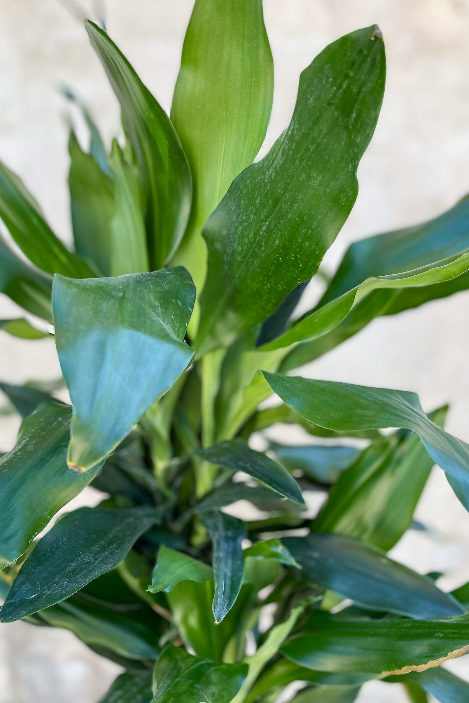 Close up of Dracaena lindenii foliage ©Sprout Home