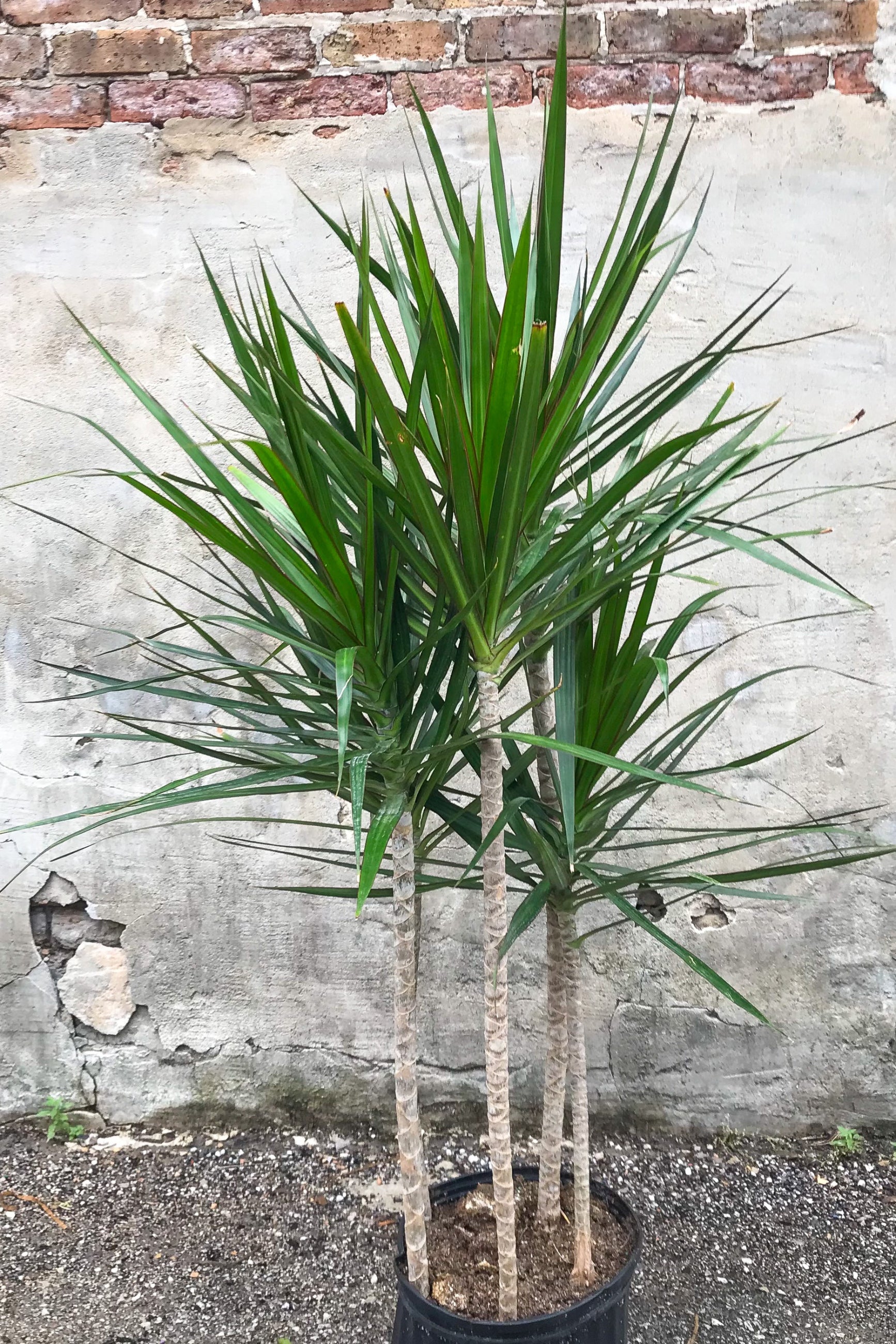 Dracaena marginata staggered cane in grow pot in front of grey concrete background ©Sprout Home