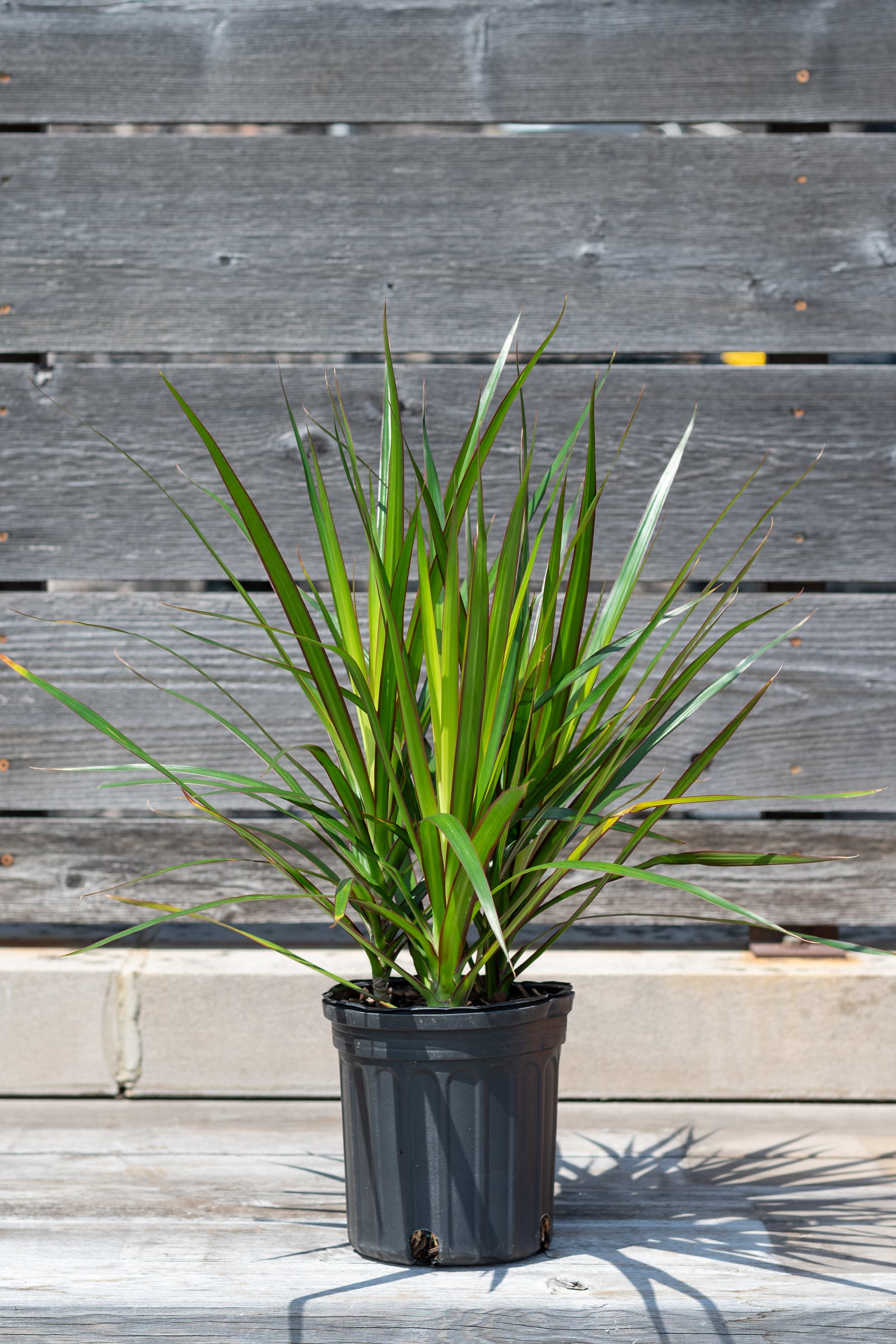 Dracaena marginata tips in front of grey wood wall ©Sprout Home