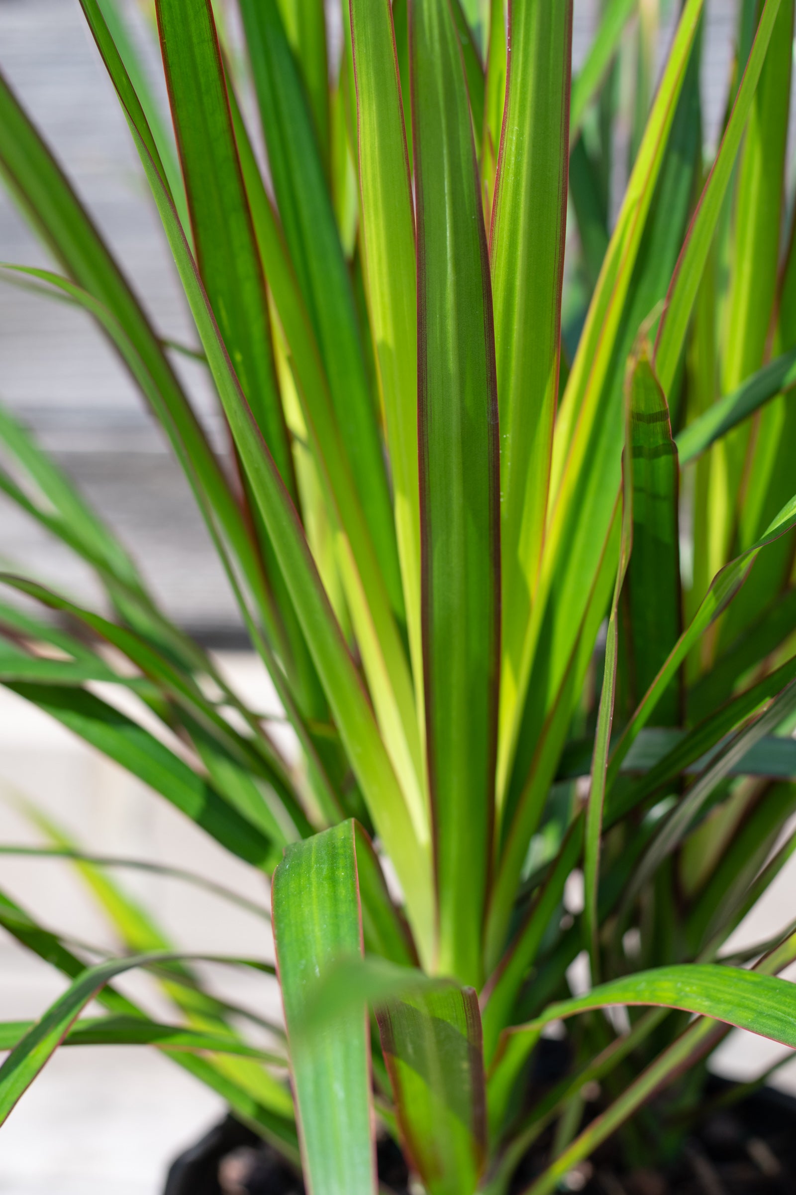 dracaena marginata brown tips Dracaena marginata tips 6" at SPROUT HOME