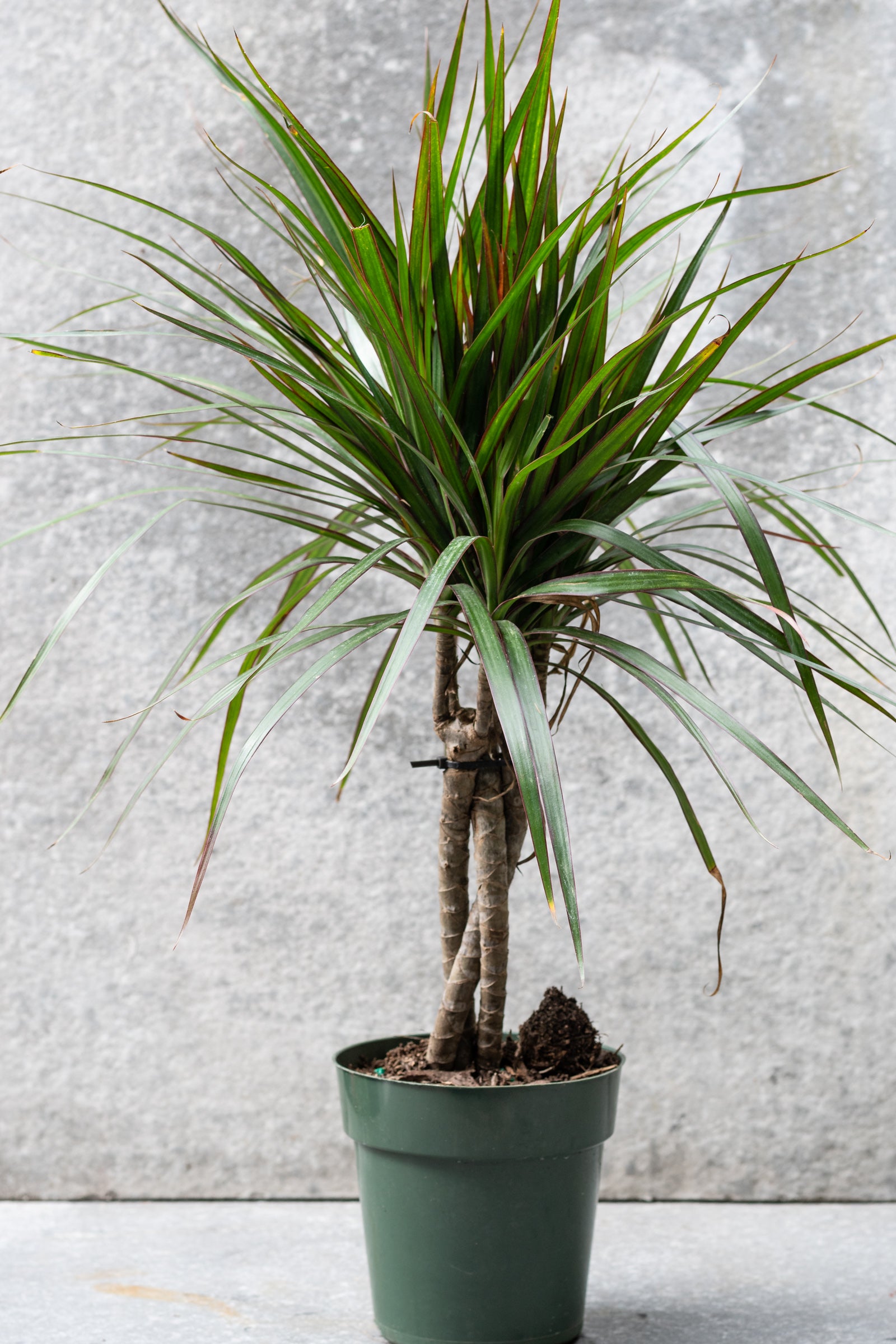 Dracaena marginata standard form 6"