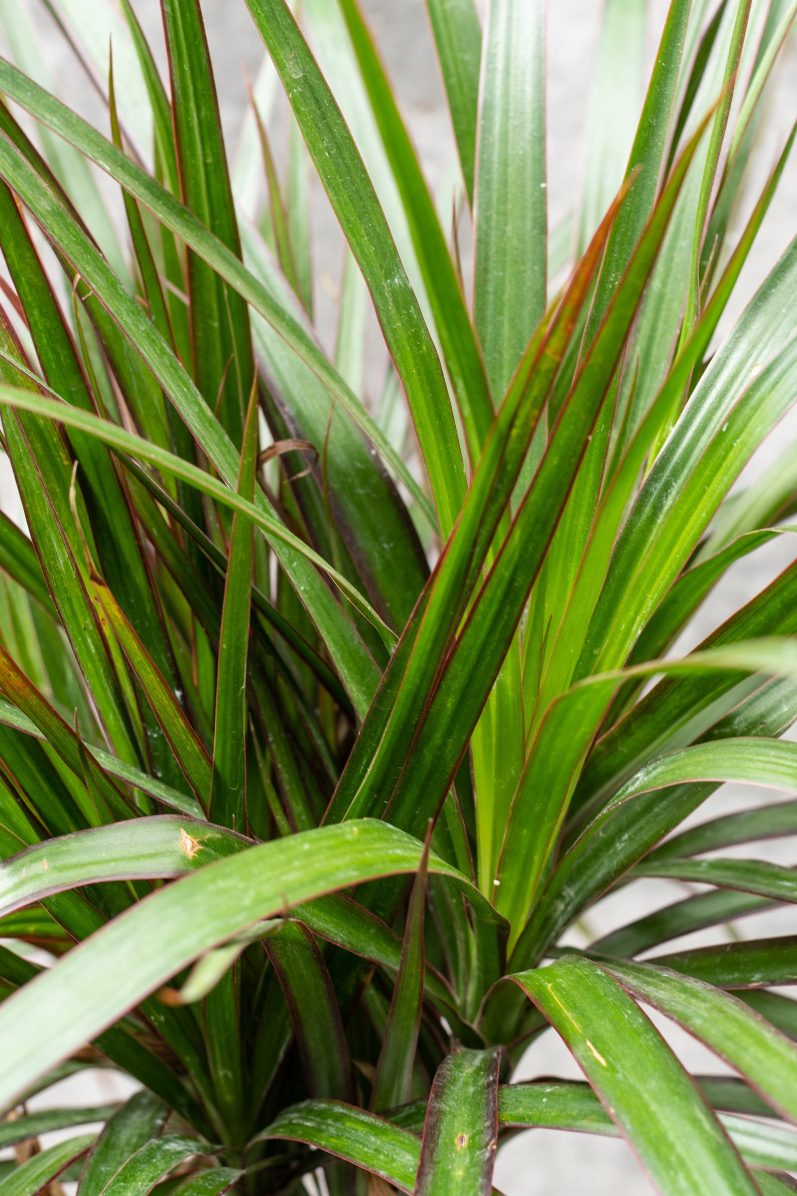 Dracaena marginata standard form 6"