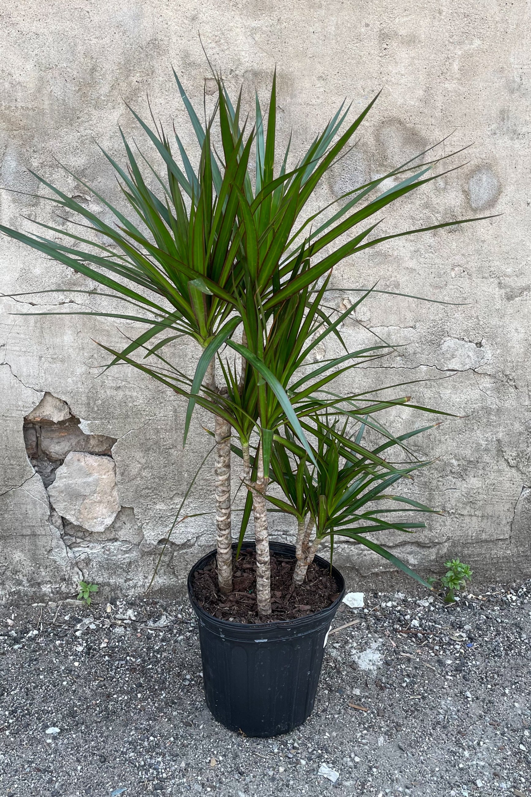 Dracaena marginata multi cane in front of concrete wall ©Sprout Home