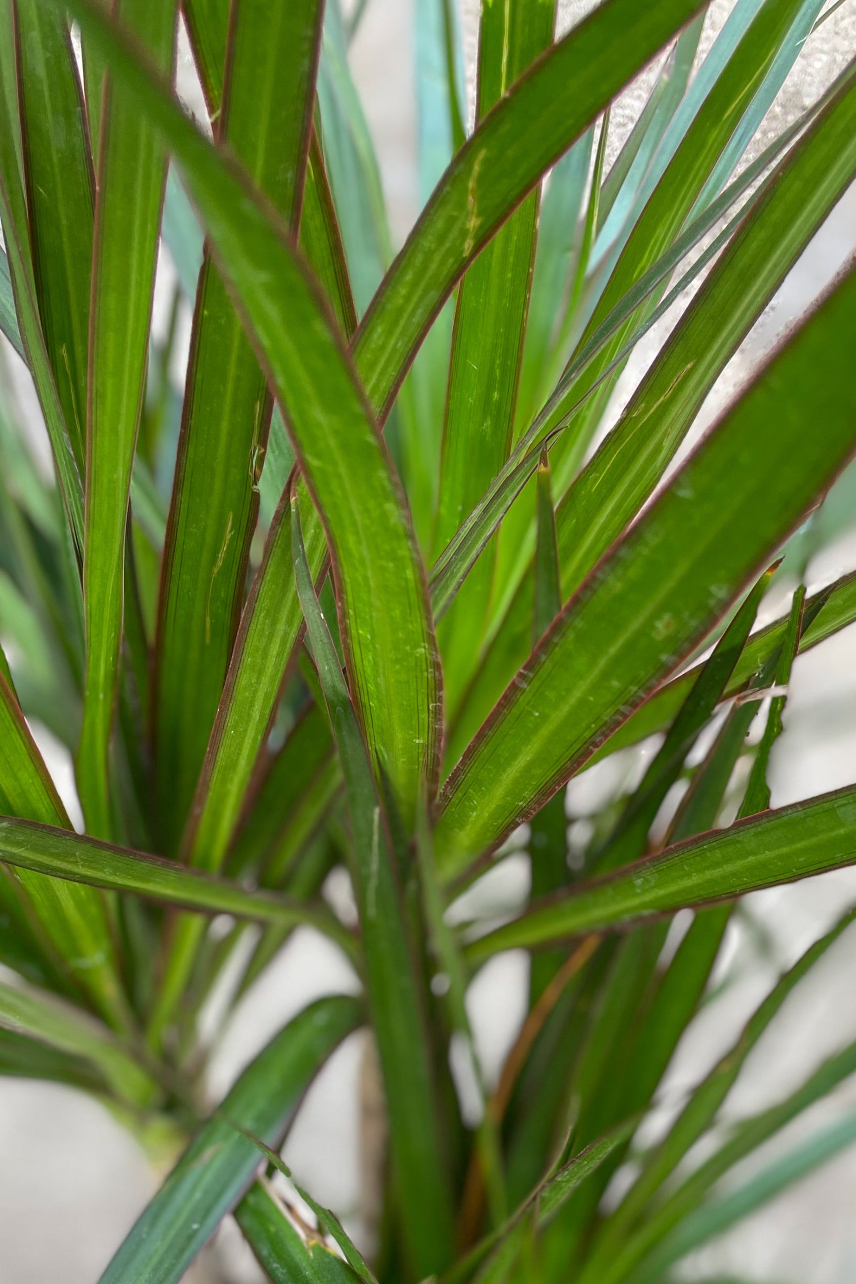 Close up of Dracaena marginata leaves ©Sprout Home
