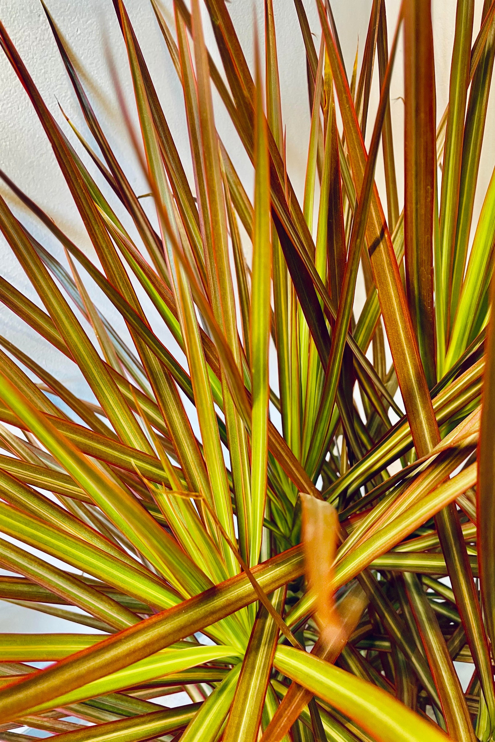 A detailed look at the Draceana marginata 'Colorama' multi cane 10". ©Sprout Home