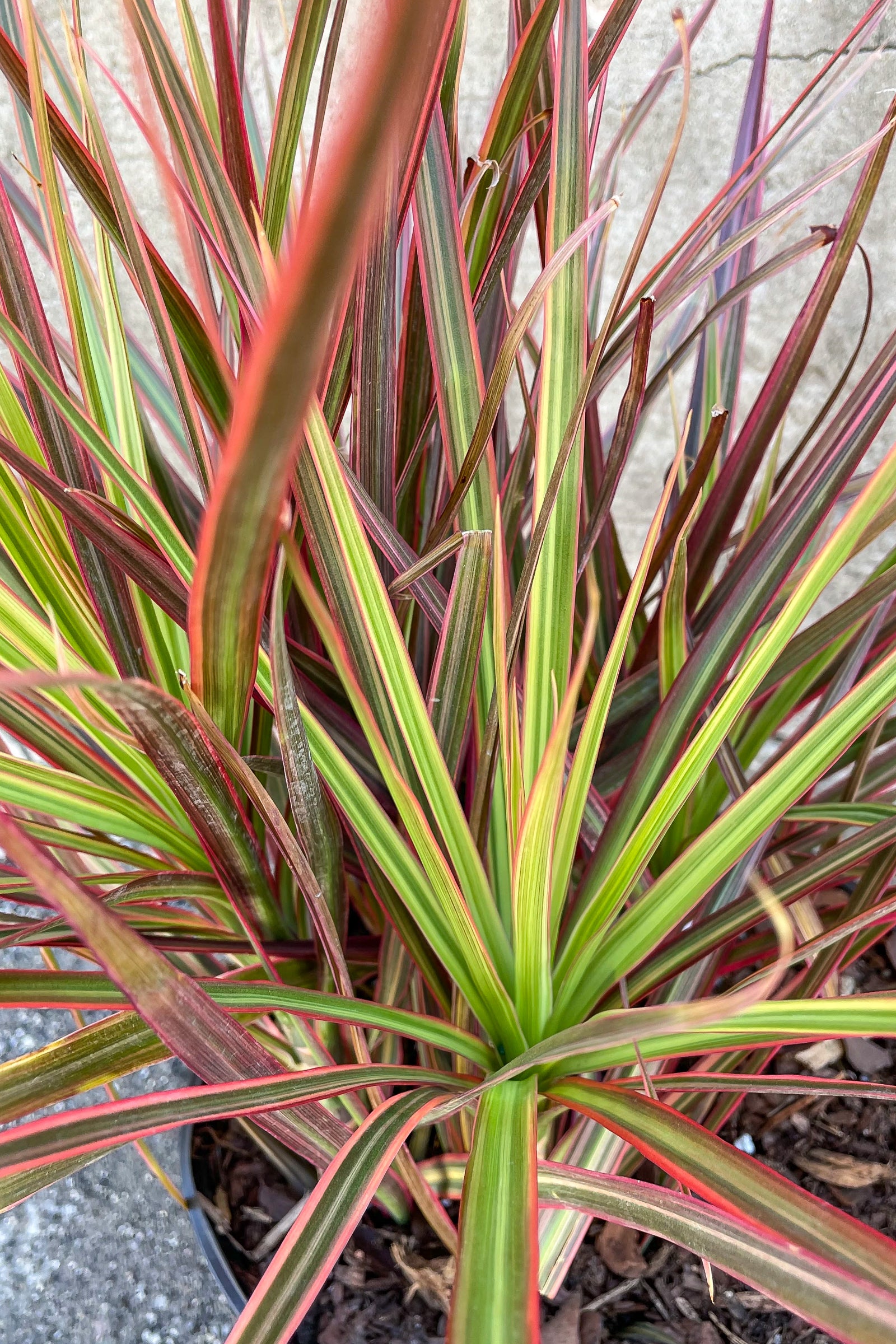 Close up of Dracaena marginata 'Colorama' 10" foliage