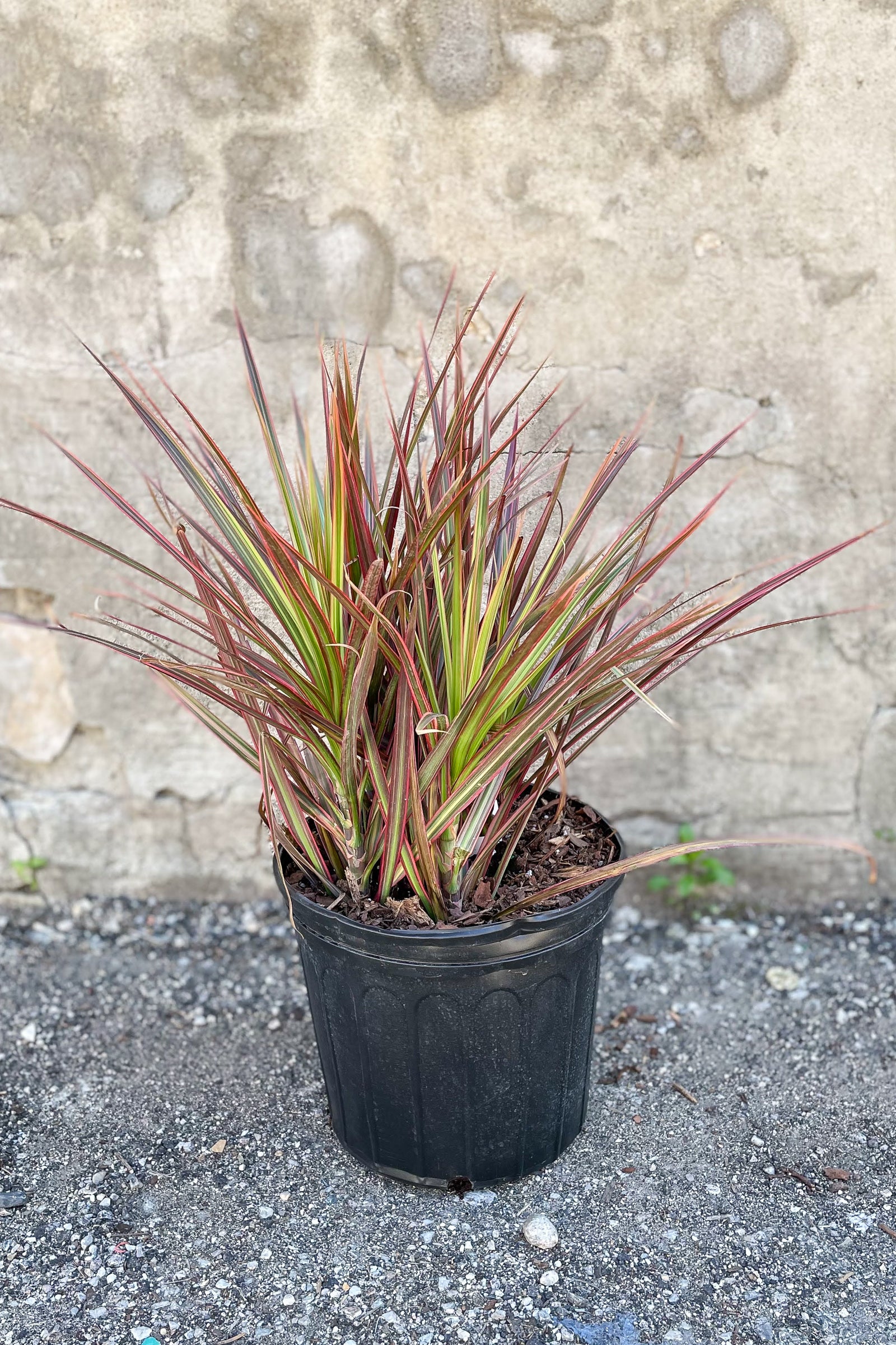 Dracaena marginata 'Colorama' 10" tips in front of concrete wall
