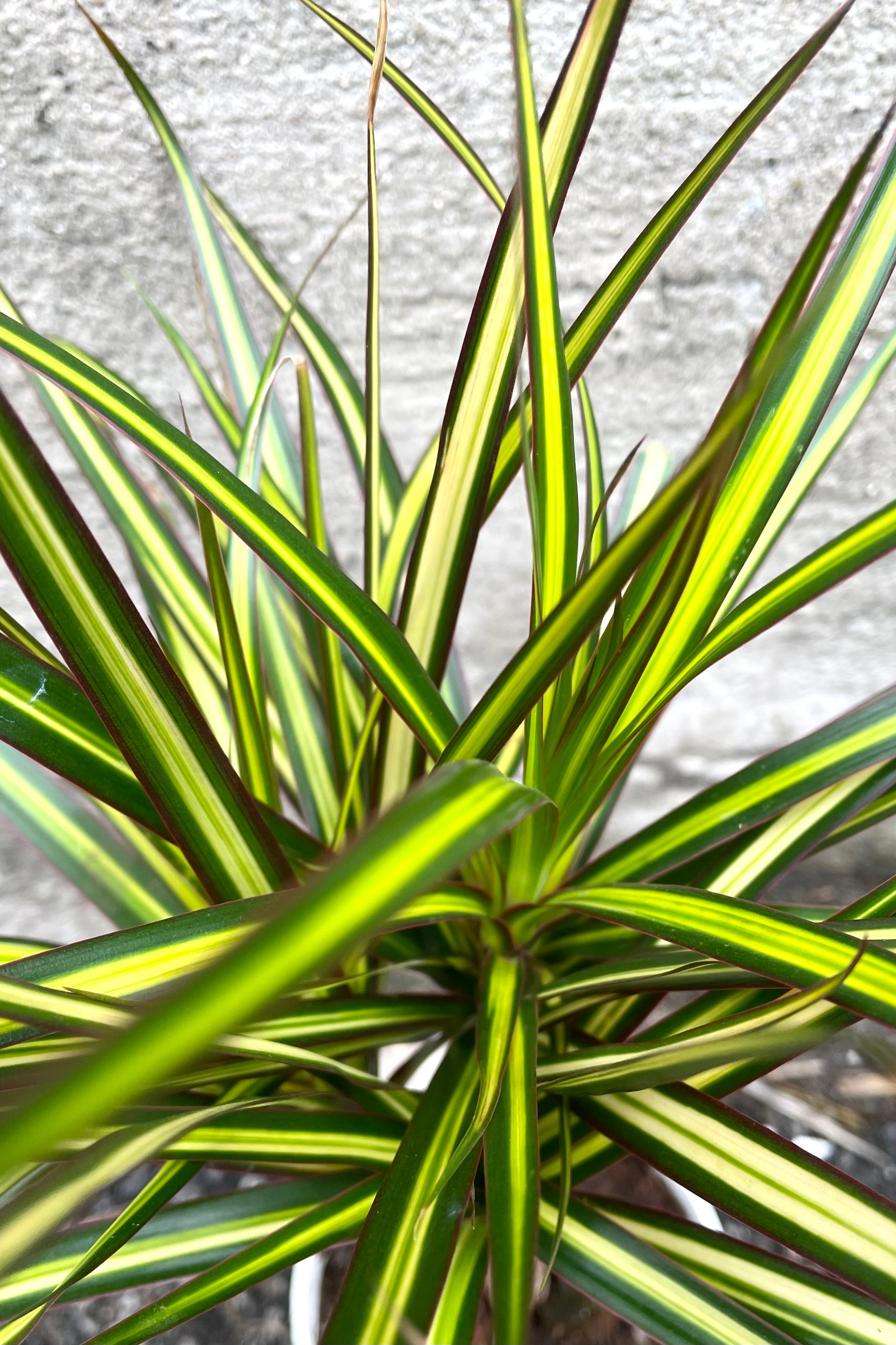 A detailed view of Dracaena marginata 'Kiwi' 4" cane against concrete backdrop