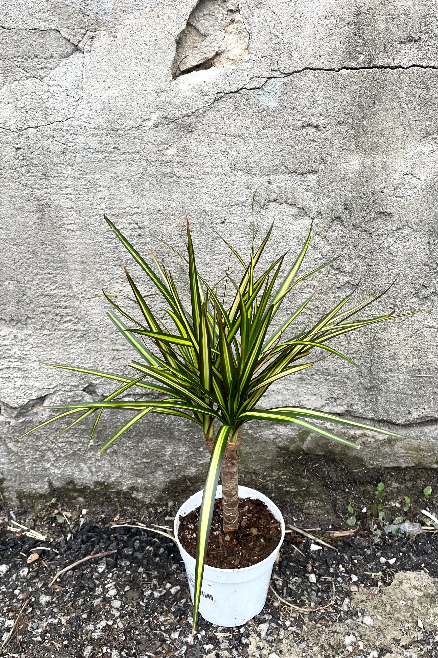 A full view of Dracaena marginata 'Kiwi' 4" cane in grow pot against concrete backdrop ©Sprout Home