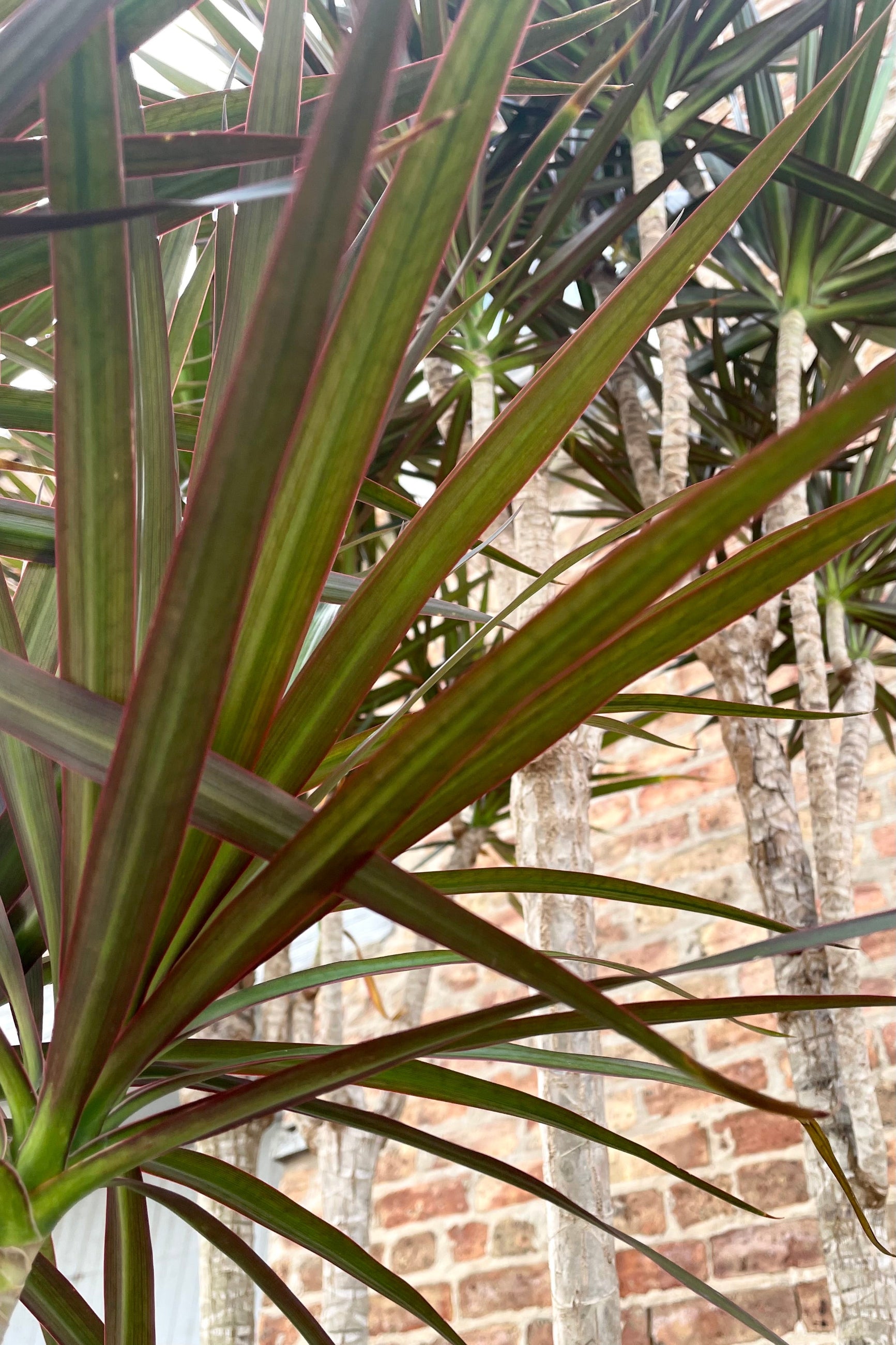 A close-up view of the leaves of the 17" Dracaena marginata 'Magenta' against a brick backdrop ©Sprout Home