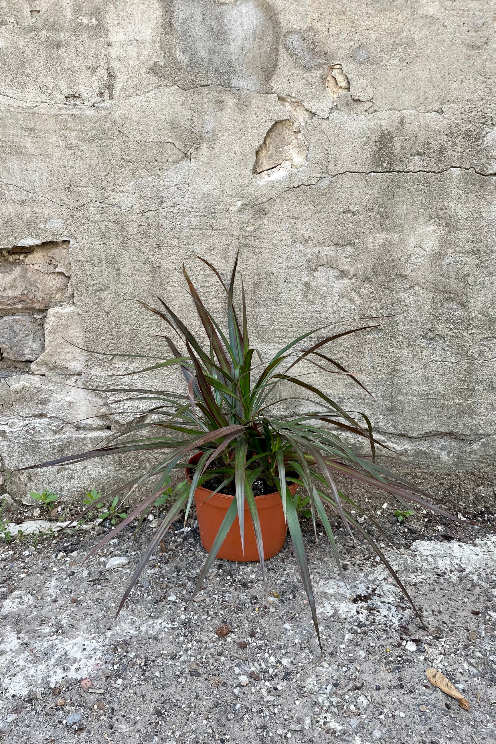 The Dracaena marginata 'Magenta' in a 6" growers pot against a grey background. ©Sprout Home