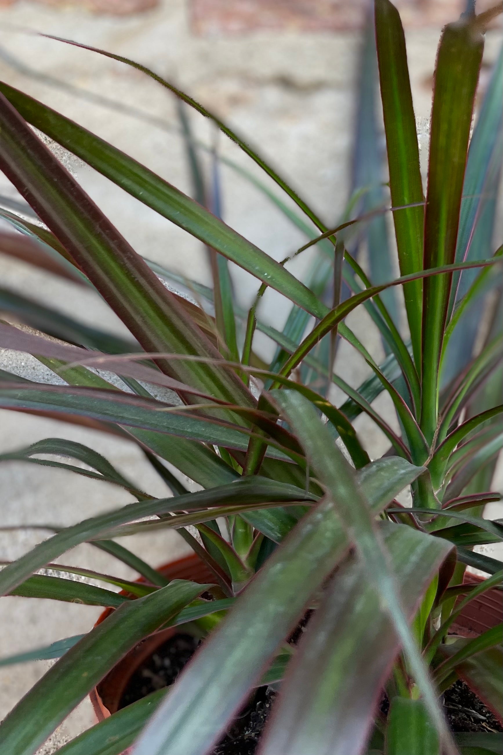 A detailed picture of the lance shaped green and brown burgundy leaves of the Dracaena marginata 'Magenta'