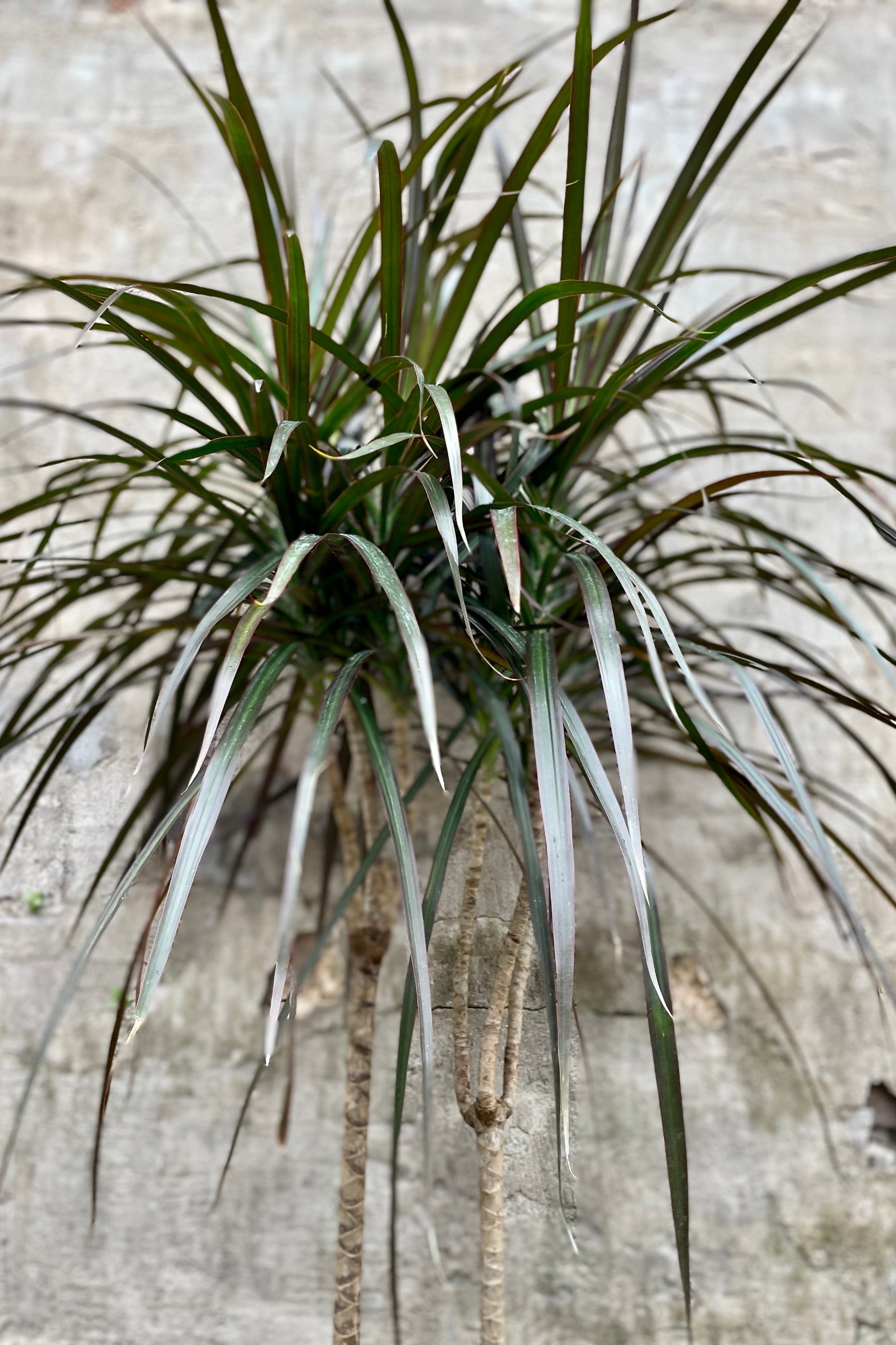 Dracaena marginata 'Magenta' cane 8” against a grey wall ©Sprout Home