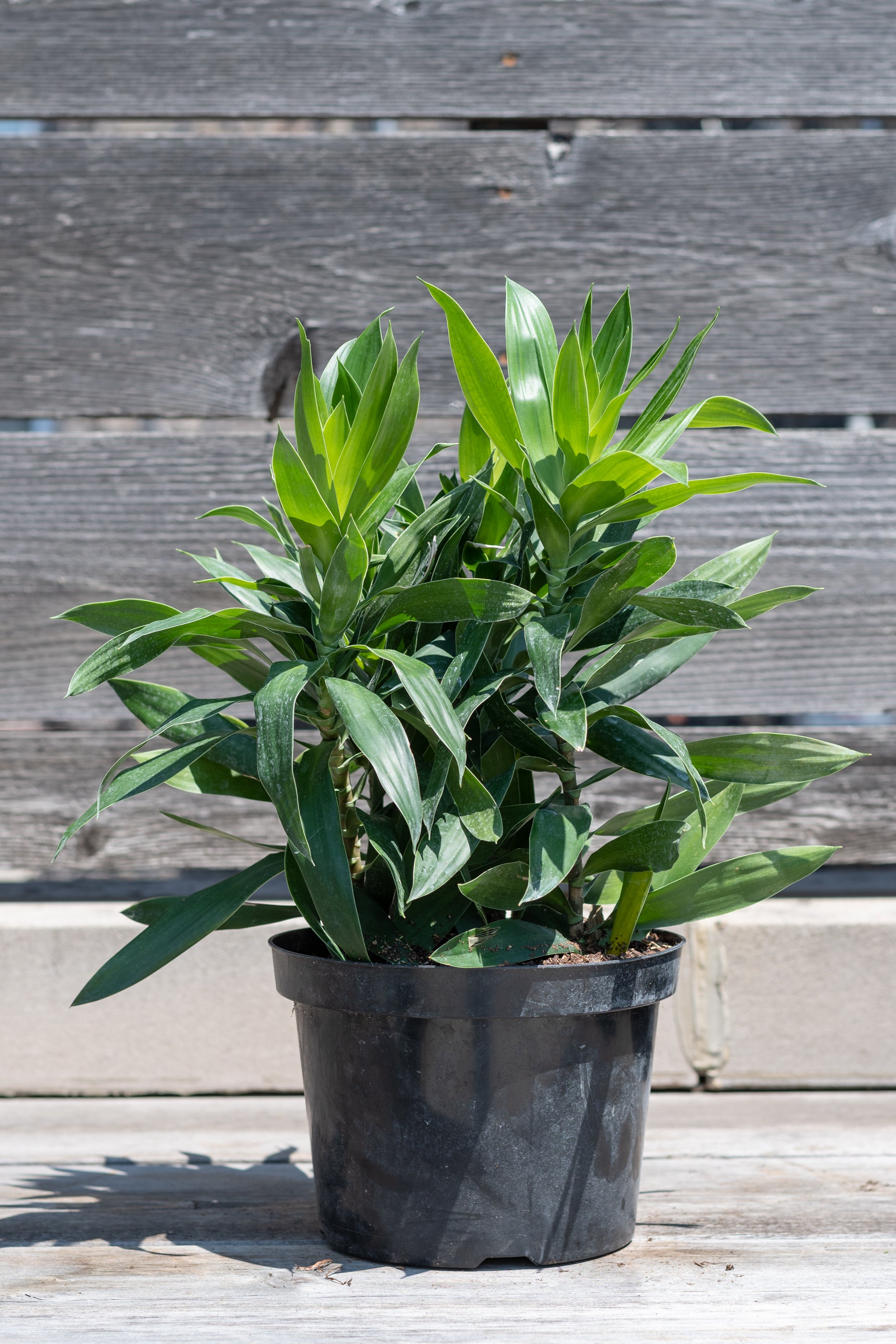 Dracaena reflexa in grow pot in front of grey wood background