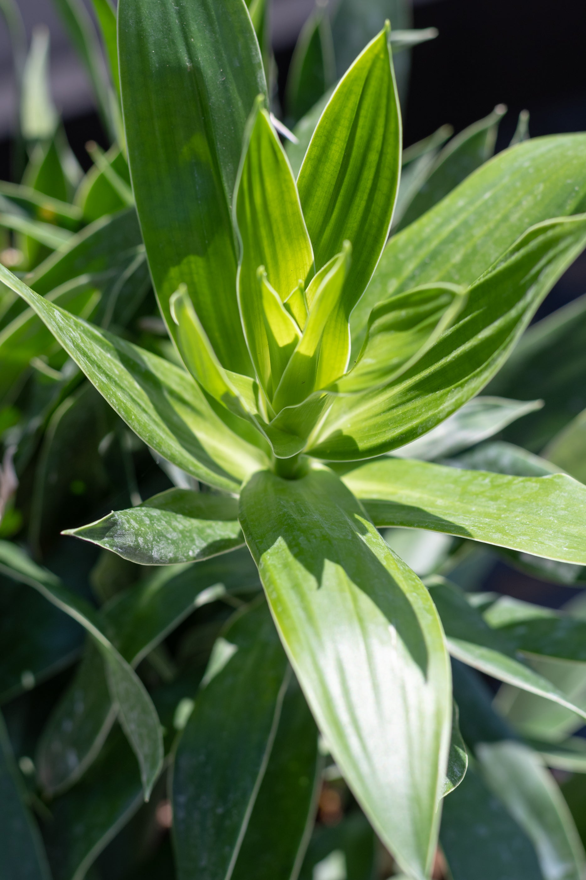 Close up of Dracaena reflexa leaves