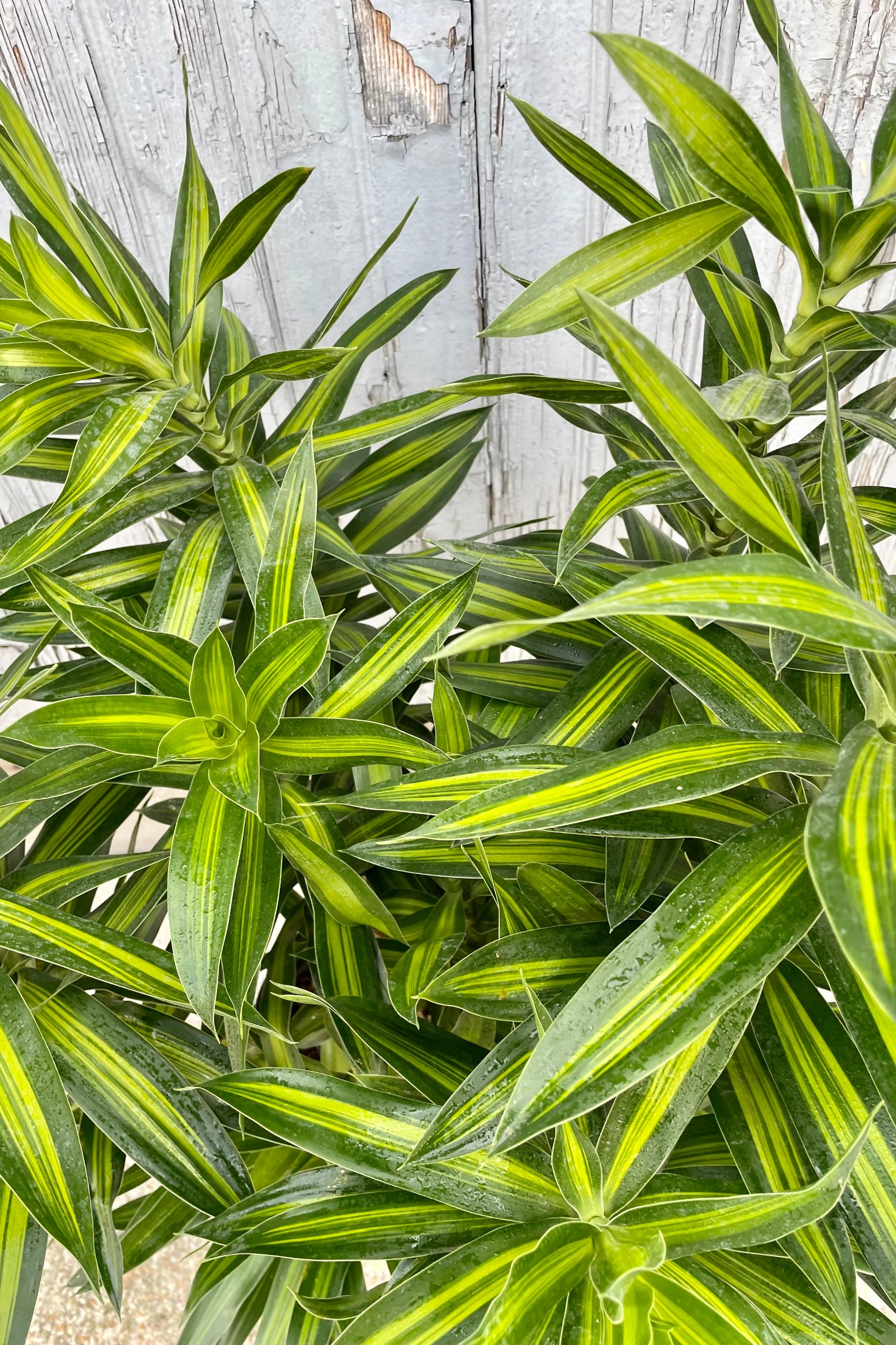 dracaena reflexa 'variegata' leaves Dracaena reflexa 'Song of Jamaica' 10"