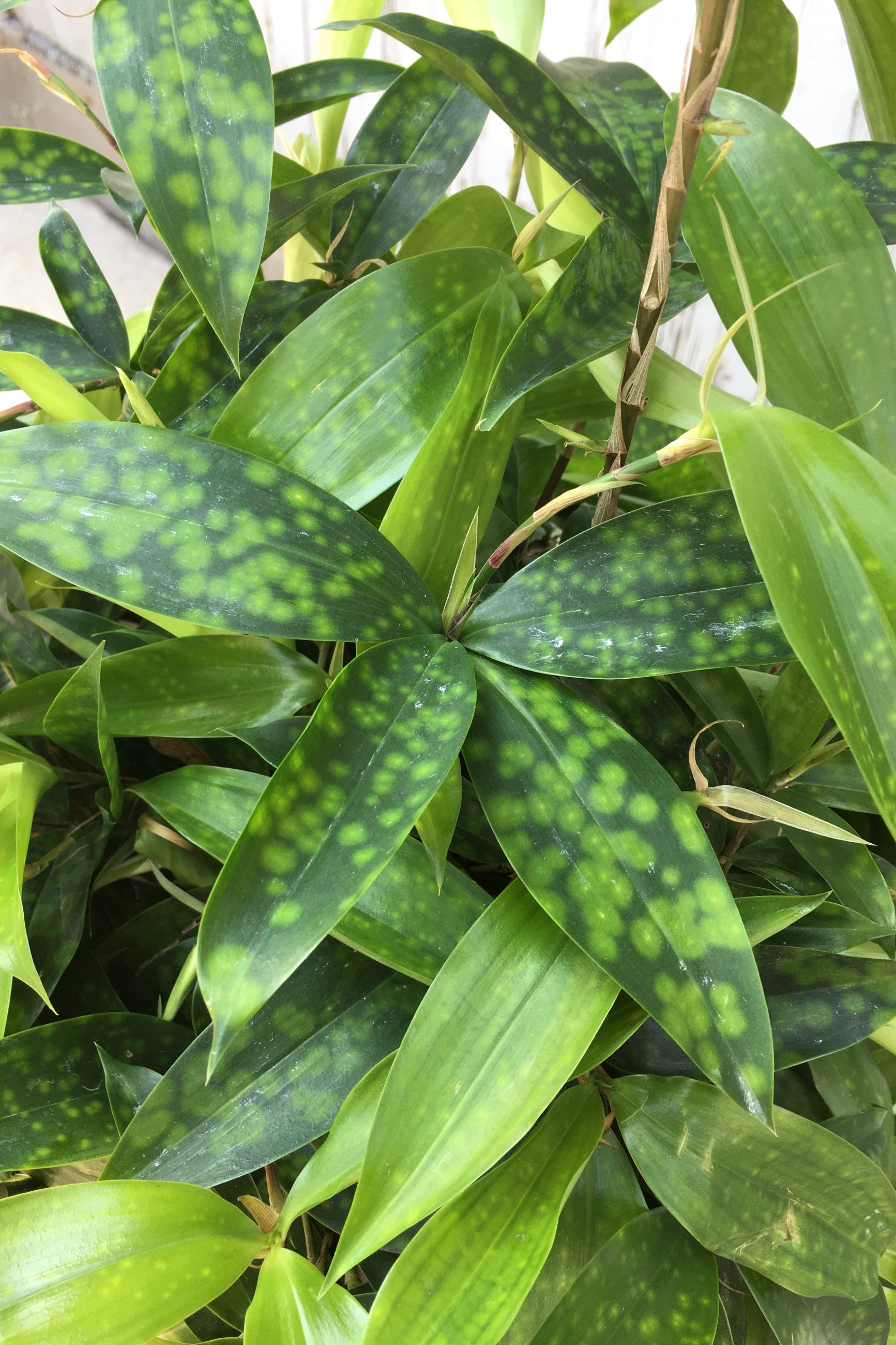 dracaena surculosa Dracaena surculosa 