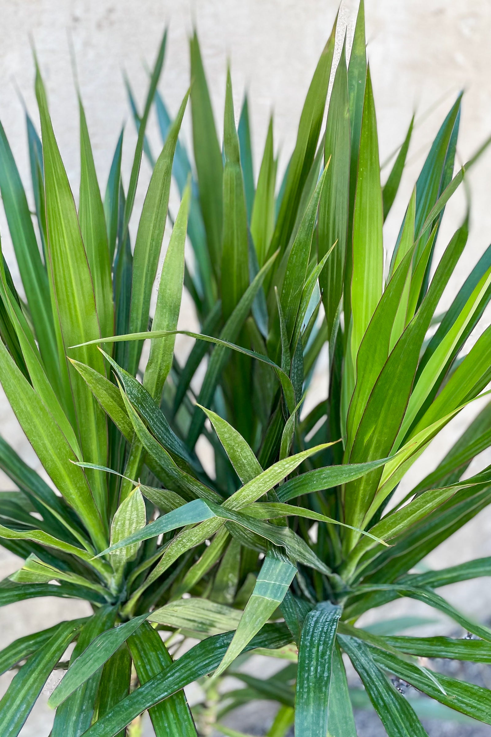 Close up of Dracaena 'Tarzan' foliage ©Sprout Home