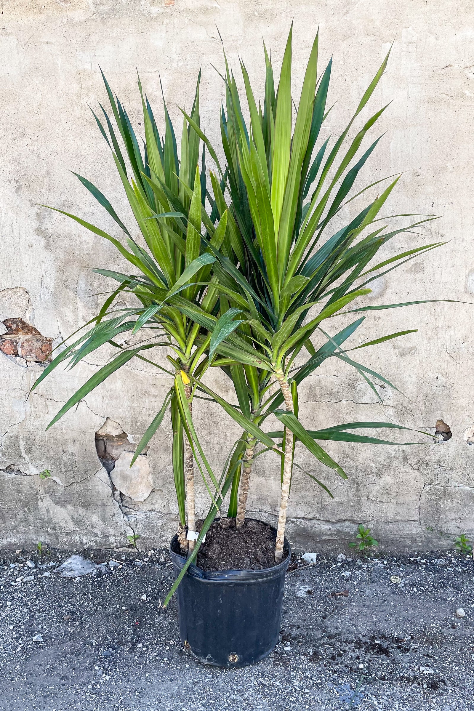 Dracaena 'Tarzan' bush in front of concrete wall ©Sprout Home