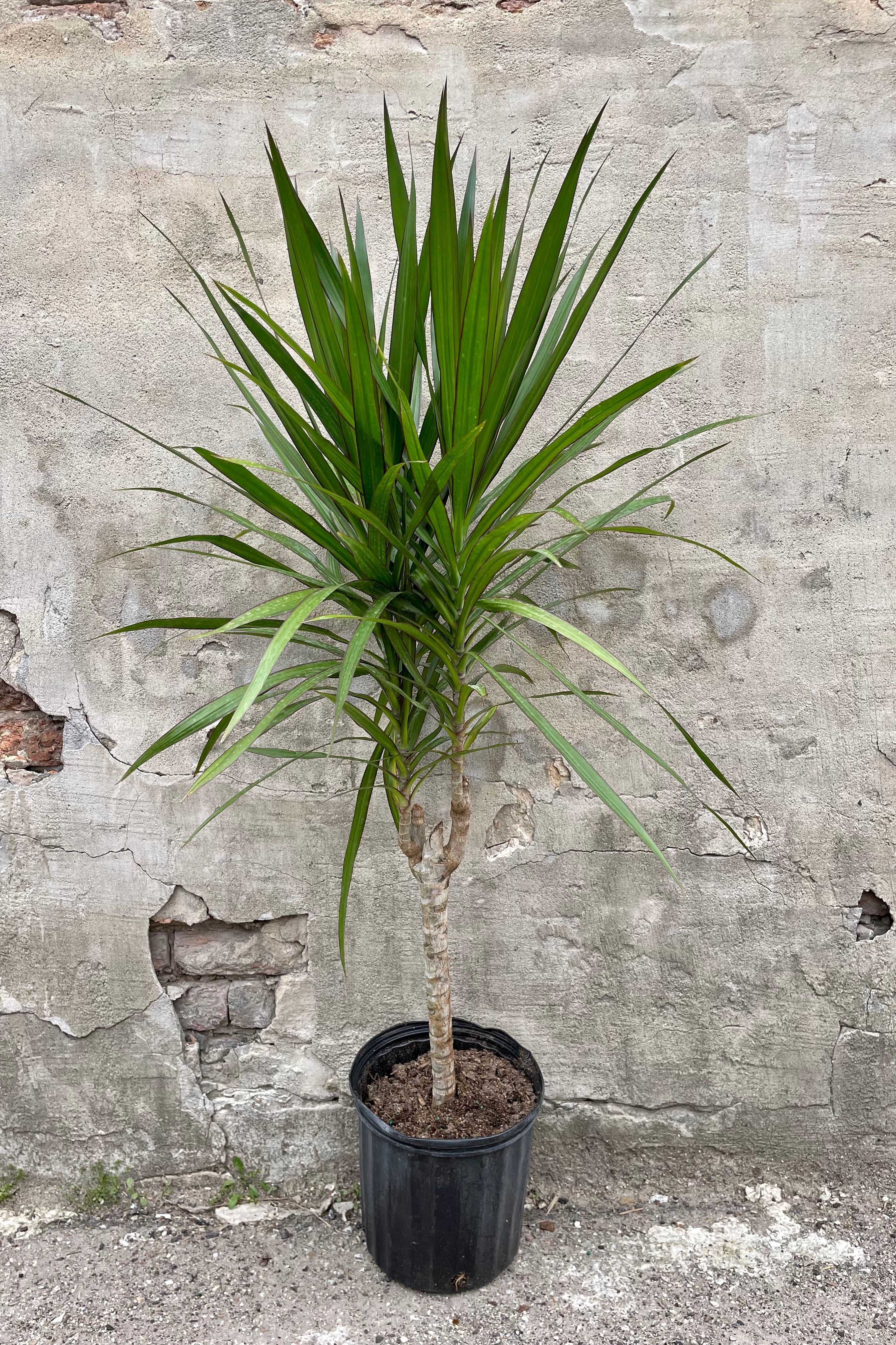 Dracaena 'Tarzan' standard form 10" with a black growers pot against a grey wall